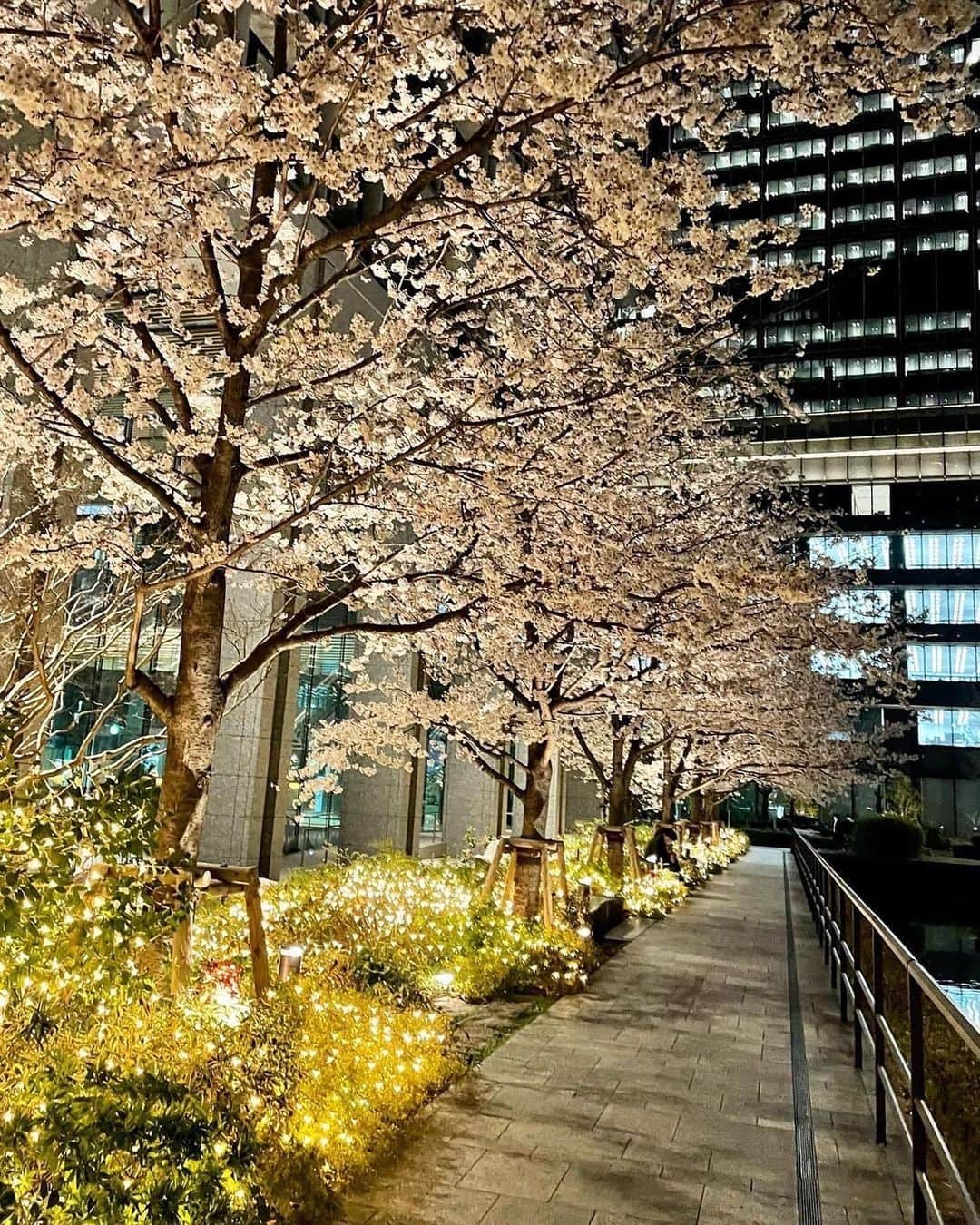 Palace Hotel Tokyo / パレスホテル東京さんのインスタグラム写真 - (Palace Hotel Tokyo / パレスホテル東京Instagram)「満開の桜が作る、今だけのアーチ。夜道を歩く足取りも軽くなります。 The cherry blossoms are forming an arch to our hotel. Let the fluttering petals lead the way.  #夜桜 #桜 #さくら #自然との調和 #東京散歩 #散歩道 #お花見 #東京の桜 #ホテルステイ #ホテルライフ #ステイケーション #丸の内 #パレスホテル東京 #cherryblossoms #cherryblossom #sakura #HarmonyWithNature #springwalk #hotelstay #hotelactivity #staycation #lhwtraveler #uncommontravel #Marunouchi #PalaceHotelTokyo」3月31日 18時26分 - palacehoteltokyo