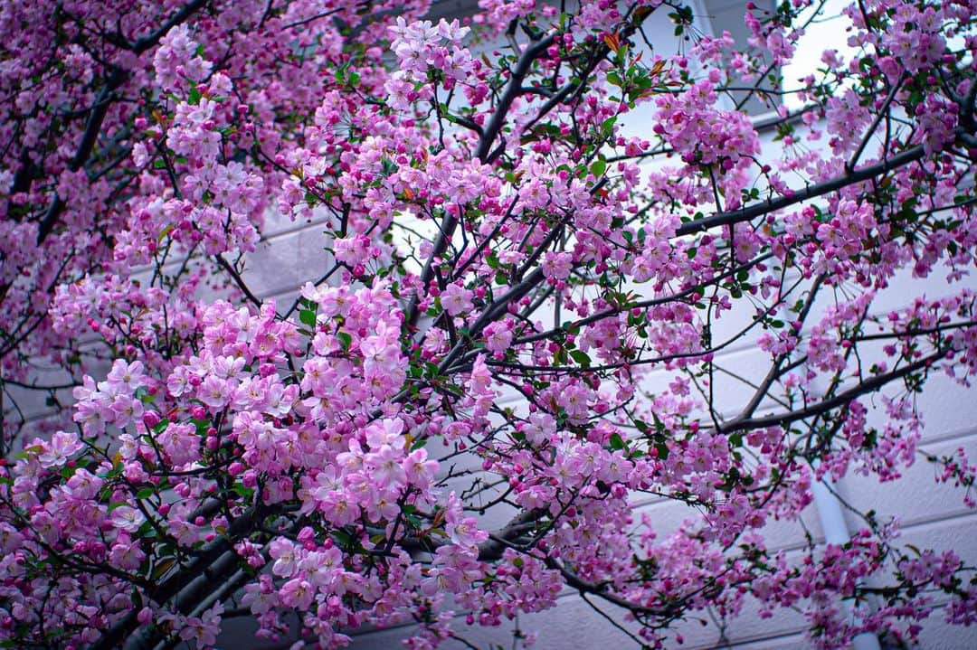 並木塔子さんのインスタグラム写真 - (並木塔子Instagram)「日々、桜ばかり。 カメラと共に過ごす日々は尊い。  #なんちゃってカメラマン #nikond40 #lightroom #桜 #お花見フォト #並木塔子 #元av女優」3月31日 19時21分 - namikichandayo