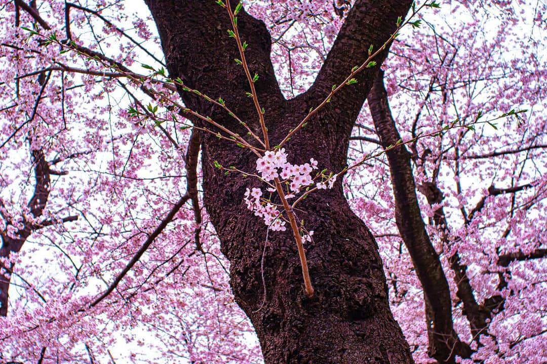 並木塔子さんのインスタグラム写真 - (並木塔子Instagram)「日々、桜ばかり。 カメラと共に過ごす日々は尊い。  #なんちゃってカメラマン #nikond40 #lightroom #桜 #お花見フォト #並木塔子 #元av女優」3月31日 19時21分 - namikichandayo