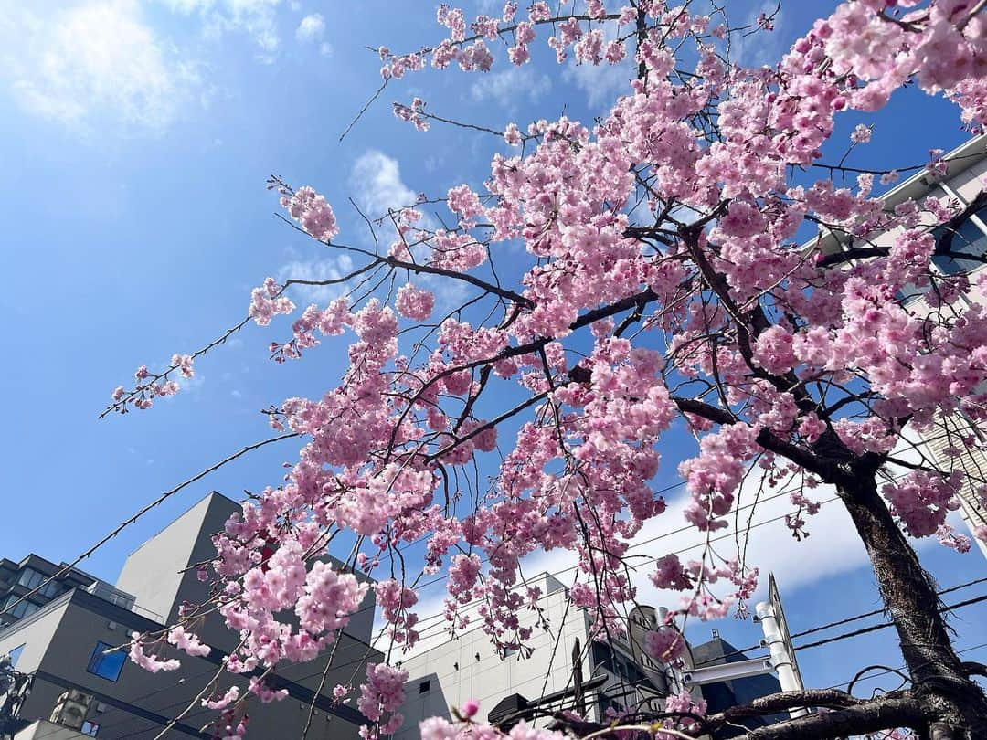 川瀬莉子さんのインスタグラム写真 - (川瀬莉子Instagram)「. 桜だーー🌸🌸🌸 花粉に目も鼻も攻撃されながらのお花見でした🫣️」3月31日 20時15分 - kawase_riko_official