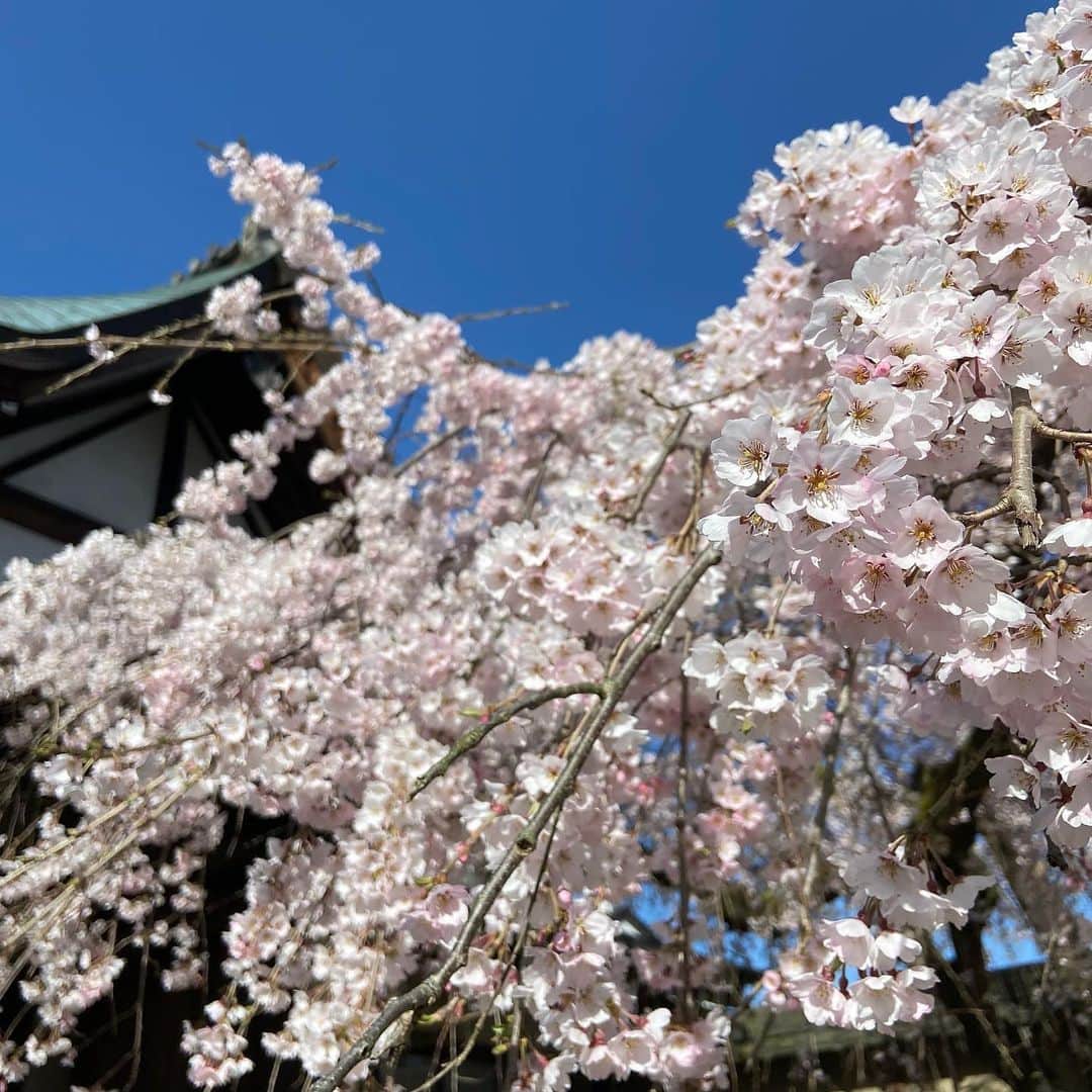 上野貴穂さんのインスタグラム写真 - (上野貴穂Instagram)「. 氷室神社の桜が綺麗だったのでお参りに☺️🙏 ⁡ 氷室神社は氷の神様を祀った神社で かき氷をお供えしたり、氷みくじがあったりします🧊 ⁡ 以前献氷したときの写真と、 わたしの去年の氷みくじの動画を載せているので ぜひ見てみてください〜🎞✨ ⁡  #奈良 #氷室神社」3月31日 21時00分 - kiho_ueno