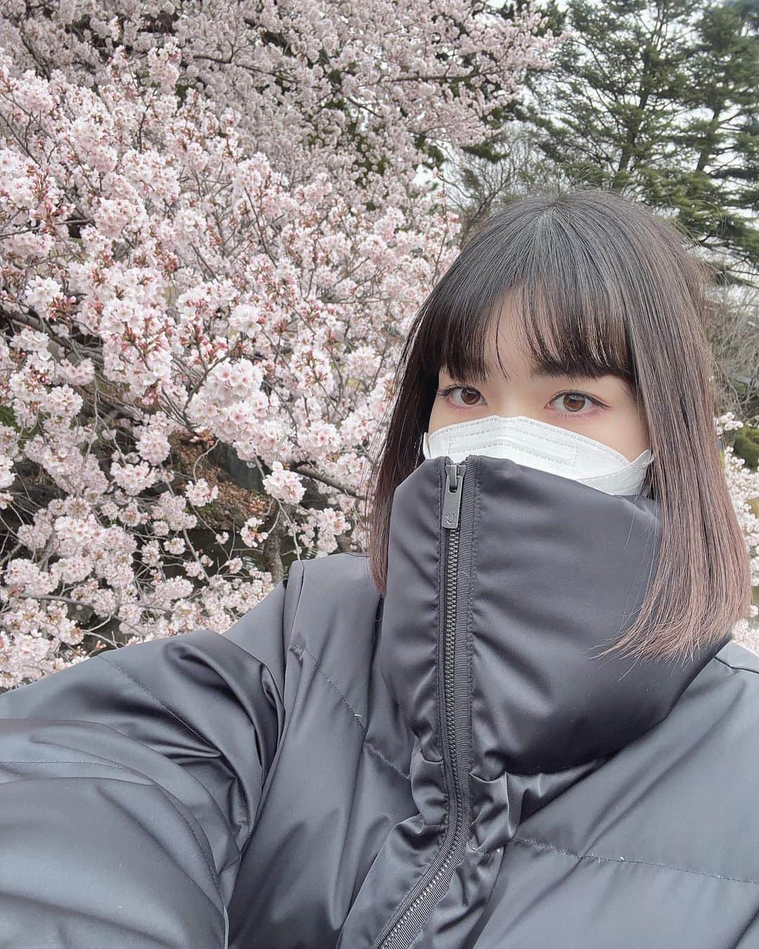 うちだゆうほさんのインスタグラム写真 - (うちだゆうほInstagram)「寒かった日の桜🌸」3月31日 21時14分 - uchidayuho