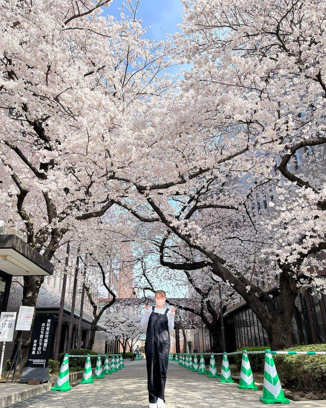 杉原愛子さんのインスタグラム写真 - (杉原愛子Instagram)「3月も今日で終わり😳 早いですね🥺 学校の桜は満開になっていて綺麗や✴✨🌸  このChampionさんのオーバーオールめっちゃ可愛くない😍❤️ 白のロンTもいい感じ💓 大学生活も残り1年😌 悔いなく色んなことにチャレンジして笑顔で頑張ろ💪❤️‍🔥  March ends today!! The cherry blossoms are beautiful🌸✨  #Champion #Championjp #BeYourOwnChampion #BYOC」3月31日 21時35分 - aiko_sugihara