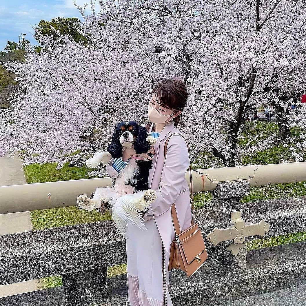 airiさんのインスタグラム写真 - (airiInstagram)「． 花より犬🐕  #9㌔#肥満#よだれべちょべちょ」3月31日 21時38分 - air129r