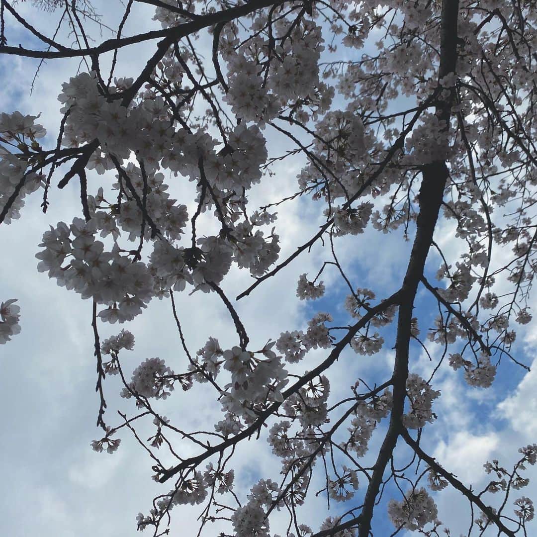 森戸知沙希さんのインスタグラム写真 - (森戸知沙希Instagram)「歩いてる時に見つけた桜をいっぱい撮ったから、お花見した気分になった🌸 　 　　 　 　 #桜  #morningmusume22  #森戸知沙希」3月31日 22時11分 - chisaki__morito.official