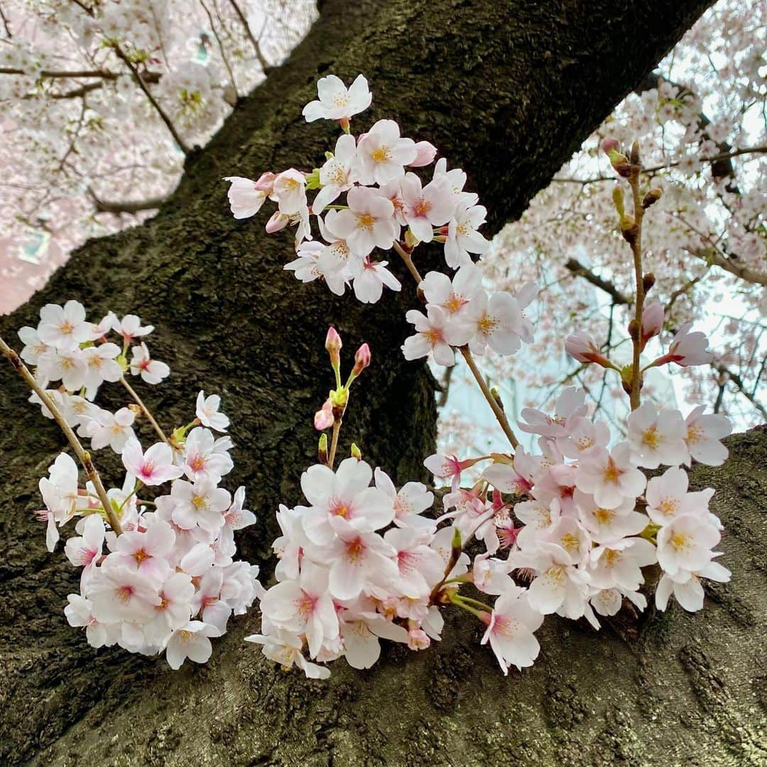 森戸知沙希さんのインスタグラム写真 - (森戸知沙希Instagram)「歩いてる時に見つけた桜をいっぱい撮ったから、お花見した気分になった🌸 　 　　 　 　 #桜  #morningmusume22  #森戸知沙希」3月31日 22時11分 - chisaki__morito.official