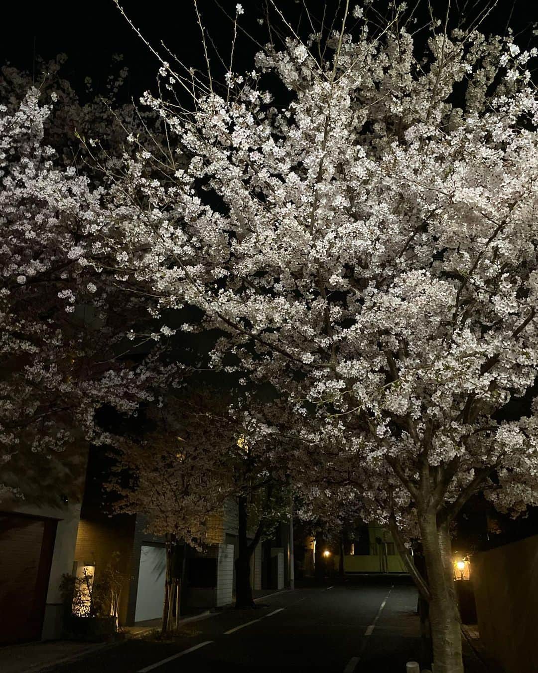 葉月里緒奈さんのインスタグラム写真 - (葉月里緒奈Instagram)「JKに撮ってもらうと脚長で嬉しいわ(笑)。 #六本木ヒルズ#さくっと食べてさくっとお買い物#そして塾まで送る #ひたすら運転手#夜桜見物もできたからいいか#rionahazuki」3月31日 22時41分 - riona_hazuki