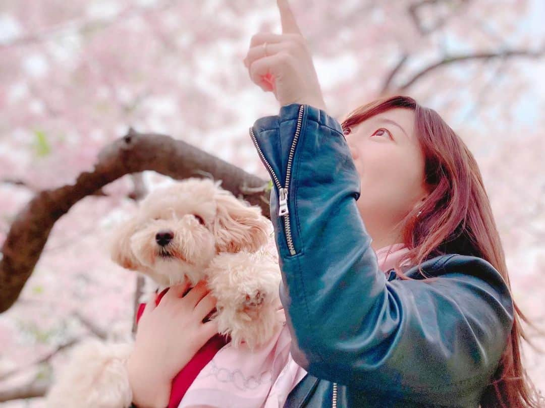 佐竹明咲美さんのインスタグラム写真 - (佐竹明咲美Instagram)「. . ベルくん初めての桜🌸  公園の桜が満開を迎えていたので、 お散歩してきました🐾  ベルくんは、初めて見る桜に興味津々👀🌸 クンクンと嗅いだあと、 ガブーッと食べようとしていました😆笑 あぶないあぶない笑  そのあと、青々と茂った芝に体をスリスリ！！ 泥だらけになったので、 帰ってお風呂に直行でした🐶🧼 楽しそうで私まで幸せ♪  桜のピンク色や芝の匂い、 子どもたちが元気にはしゃぐ声に 春だなぁとしみじみ😌🌷  当たり前にある平和な日々って尊いですね🌈  #桜　#さくら　#お花見 #公園　#散歩 #犬のいる暮らし　 #いぬすたぐらむ　#べるすたぐらむ #マルプー　 #写真の時だけマスク外してます」3月31日 23時54分 - asami_satake