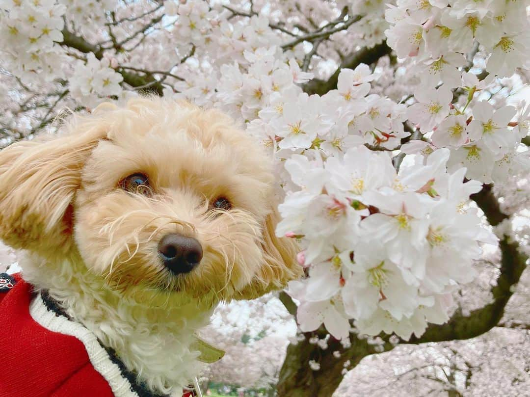 佐竹明咲美さんのインスタグラム写真 - (佐竹明咲美Instagram)「. . ベルくん初めての桜🌸  公園の桜が満開を迎えていたので、 お散歩してきました🐾  ベルくんは、初めて見る桜に興味津々👀🌸 クンクンと嗅いだあと、 ガブーッと食べようとしていました😆笑 あぶないあぶない笑  そのあと、青々と茂った芝に体をスリスリ！！ 泥だらけになったので、 帰ってお風呂に直行でした🐶🧼 楽しそうで私まで幸せ♪  桜のピンク色や芝の匂い、 子どもたちが元気にはしゃぐ声に 春だなぁとしみじみ😌🌷  当たり前にある平和な日々って尊いですね🌈  #桜　#さくら　#お花見 #公園　#散歩 #犬のいる暮らし　 #いぬすたぐらむ　#べるすたぐらむ #マルプー　 #写真の時だけマスク外してます」3月31日 23時54分 - asami_satake