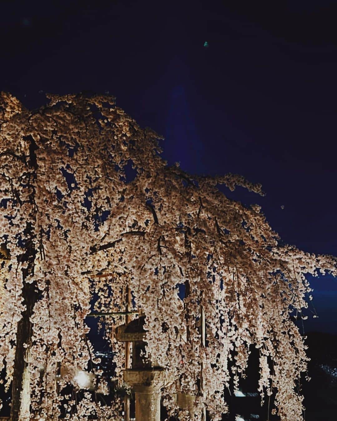 白澤貴子さんのインスタグラム写真 - (白澤貴子Instagram)「🌸🏯🌝  清水寺のライトアップがあまりにも美しかったので備忘録。  フランスから何年かぶりに日本に戻って来た時、桜の美しさに改めて感動したことが昨日のことのように蘇る。  和と桜の共演、心の奥底に響く大好きな景色。  #白澤と京都」4月1日 5時59分 - takakoshirasawa