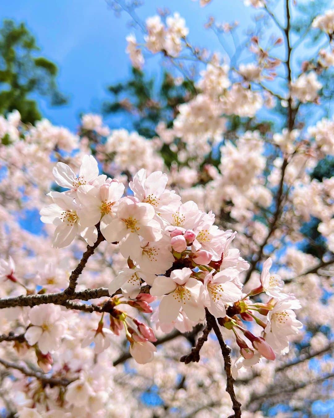 梅谷安里さんのインスタグラム写真 - (梅谷安里Instagram)「🌸🌸🌸 ４月START🌸 今日からまた新しい気持ちで頑張りましょう🐰 #sakura#🌸#桜 #spring#4月」4月1日 11時51分 - anriworld