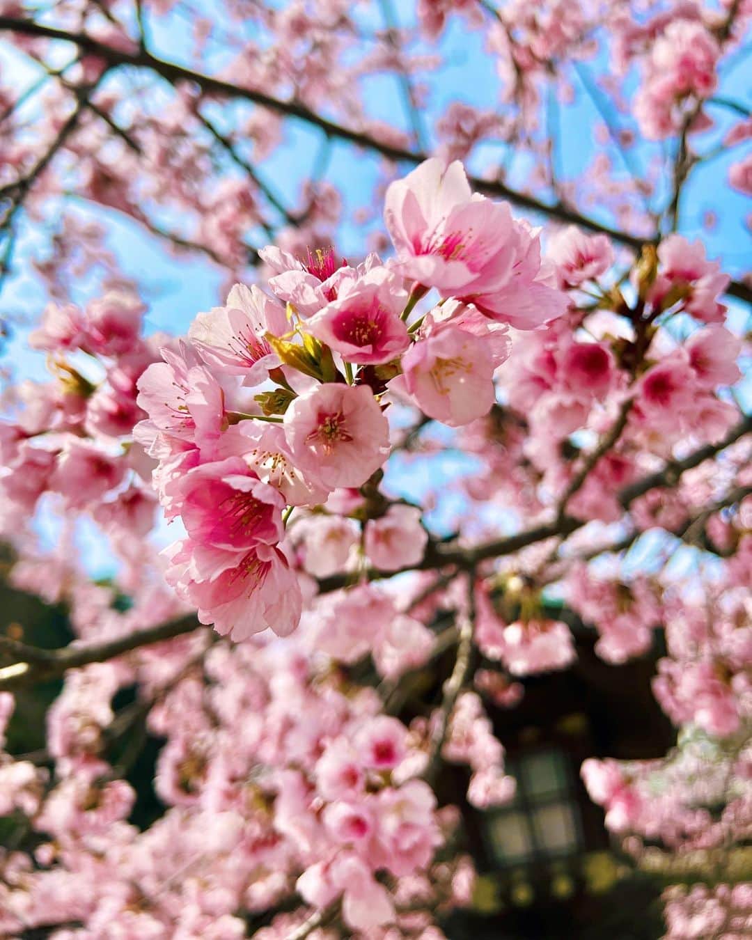 梅谷安里さんのインスタグラム写真 - (梅谷安里Instagram)「🌸🌸🌸 ４月START🌸 今日からまた新しい気持ちで頑張りましょう🐰 #sakura#🌸#桜 #spring#4月」4月1日 11時51分 - anriworld