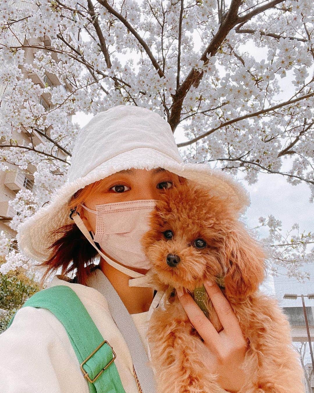 田中優衣さんのインスタグラム写真 - (田中優衣Instagram)「ラヴ様初めての桜🌸 2人でお散歩🐶🤍」4月1日 12時25分 - heisei_8nen