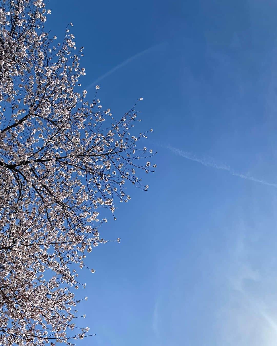 加藤愛さんのインスタグラム写真 - (加藤愛Instagram)「. #新年度スタート 朝のラジオ終わりに 次の仕事まで時間があるので 鶴舞公園の桜をみてきました！  きょう入学式なんですね！！ スーツをきたフレッシュな学生さんの姿が たくさんありました👨🏻‍🎓👩🏻‍🎓 入社式の方も、 皆さんおめでとうございます✨  満開の桜、とっても綺麗でした🌸 #名古屋#鶴舞公園#桜#青空」4月1日 12時36分 - kitkatoai