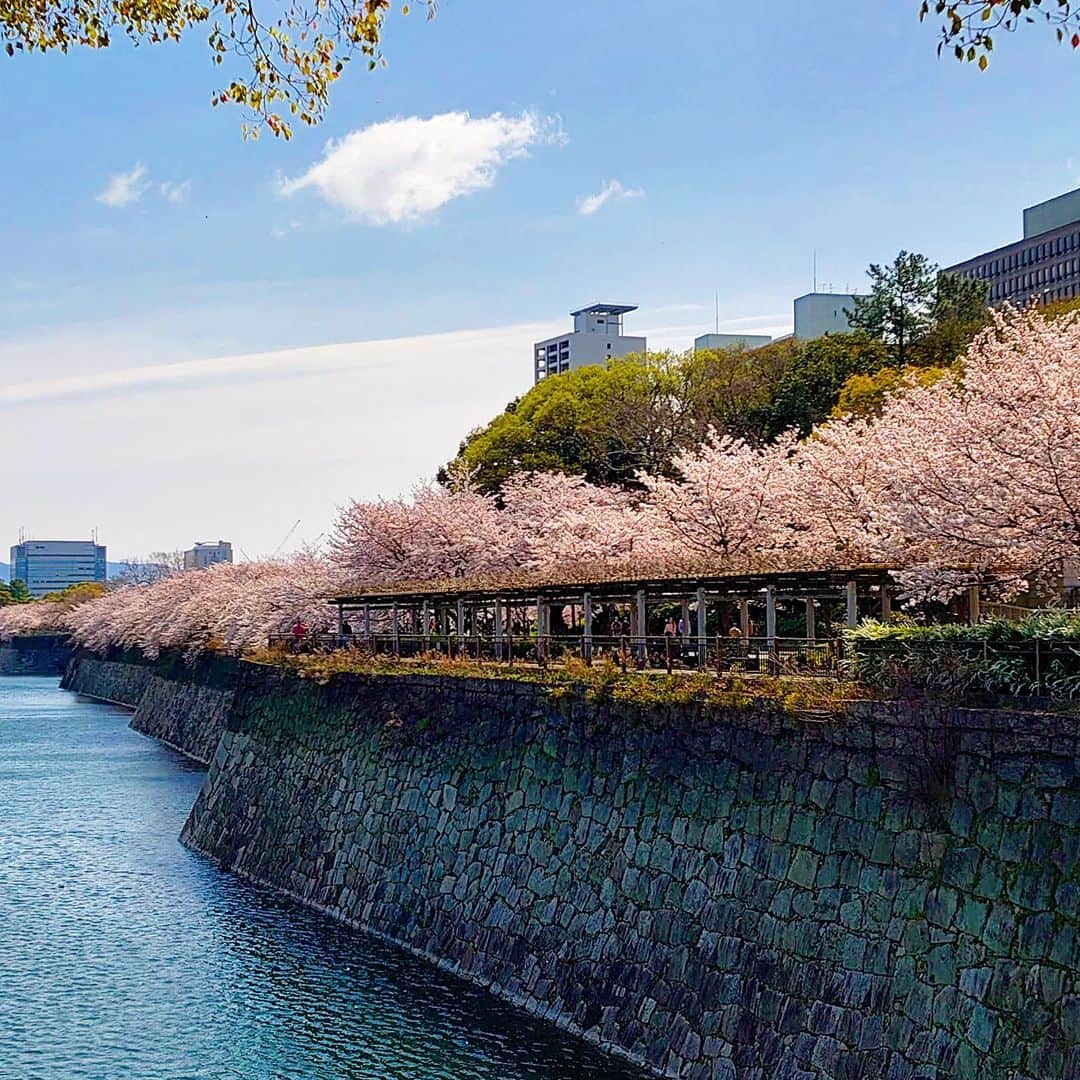 高井俊彦さんのインスタグラム写真 - (高井俊彦Instagram)「昨日の雨で桜が散ってしまったのでは？ と寂しく思っていたのですがー。  どうしても行きたくて春休み中の息子と行ってきました‼️ #大阪城公園   不安をよそにまだまだ満開や〜ん🌸🌸🌸🌸🌸🌸  花見客もいっぱいでまだまだコロナ禍ですが希望が見えた気がしました🙆  出店もいっぱい出ていて、息子が初桜餅を食しました。 『葉っぱいらん！』という予想を立てていたのですがまさか・・・ 『ベタベタするからいらん』 って、餅いうてんねんからベタベタするやろ〜〜www そっちかえ！！  #大阪城 の中にある #豊國神社 にも参拝👏  #出世運 #勝運 のパワースポットで有名なところで、明日から始まる #吉本興業110周年特別公演 #伝説の一日 が無事に盛り上がるようにお願いしました✌  私の出番は4/3(日)２回目の #吉本新喜劇🎶 #なんばグランド花月 でお待ちしてます✋ ※配信もございますので是非ご覧下さい  舞台を見て笑ったあとに、大阪城で桜を愛でるのもよいコースかもですね👌 パワー⤴️⤴️⤴️  #神社 #神社好き #神社巡り #写真好き #花好き #毎日どこかのパワースポットからshowroom配信」4月1日 13時35分 - takai_toshihiko