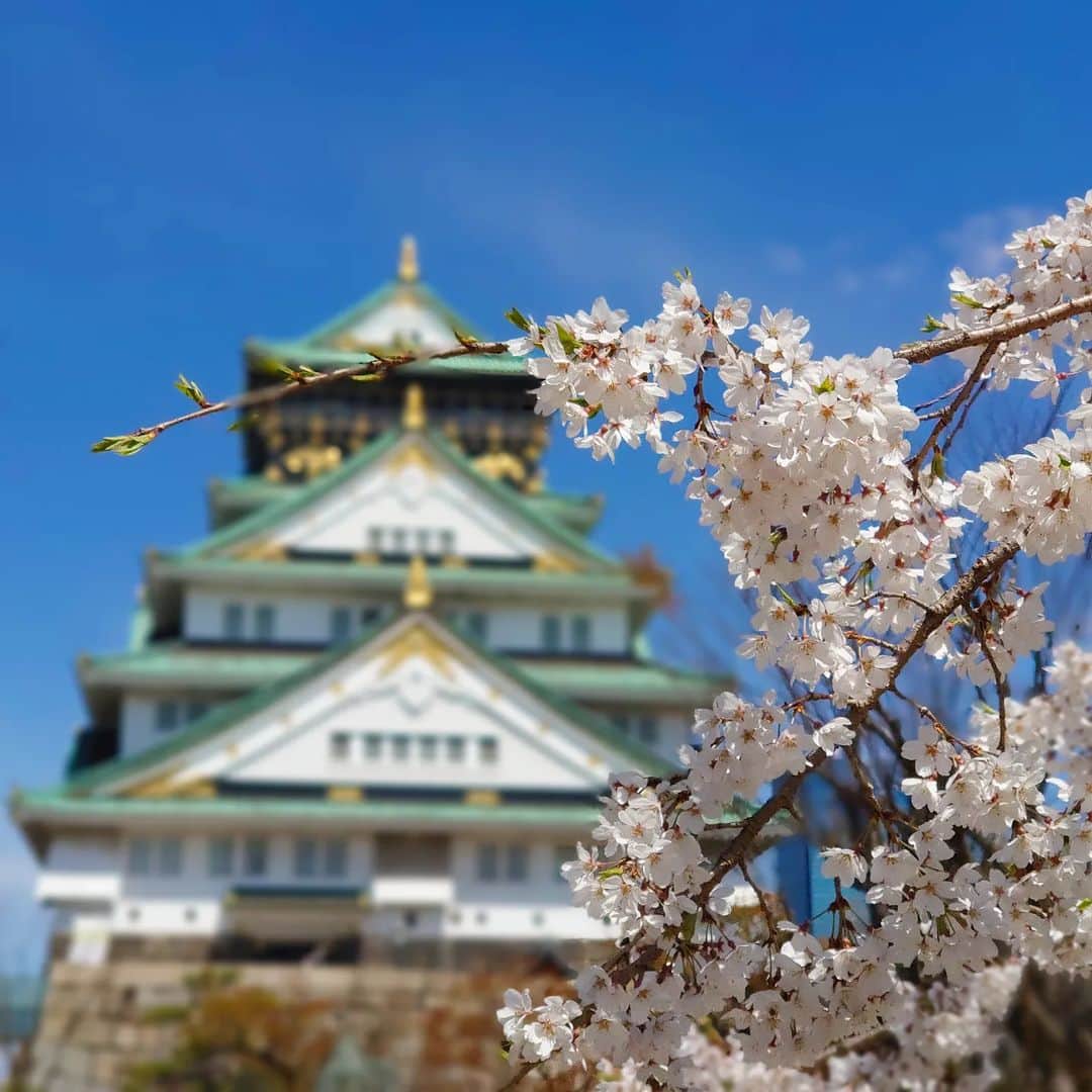 高井俊彦さんのインスタグラム写真 - (高井俊彦Instagram)「昨日の雨で桜が散ってしまったのでは？ と寂しく思っていたのですがー。  どうしても行きたくて春休み中の息子と行ってきました‼️ #大阪城公園   不安をよそにまだまだ満開や〜ん🌸🌸🌸🌸🌸🌸  花見客もいっぱいでまだまだコロナ禍ですが希望が見えた気がしました🙆  出店もいっぱい出ていて、息子が初桜餅を食しました。 『葉っぱいらん！』という予想を立てていたのですがまさか・・・ 『ベタベタするからいらん』 って、餅いうてんねんからベタベタするやろ〜〜www そっちかえ！！  #大阪城 の中にある #豊國神社 にも参拝👏  #出世運 #勝運 のパワースポットで有名なところで、明日から始まる #吉本興業110周年特別公演 #伝説の一日 が無事に盛り上がるようにお願いしました✌  私の出番は4/3(日)２回目の #吉本新喜劇🎶 #なんばグランド花月 でお待ちしてます✋ ※配信もございますので是非ご覧下さい  舞台を見て笑ったあとに、大阪城で桜を愛でるのもよいコースかもですね👌 パワー⤴️⤴️⤴️  #神社 #神社好き #神社巡り #写真好き #花好き #毎日どこかのパワースポットからshowroom配信」4月1日 13時35分 - takai_toshihiko