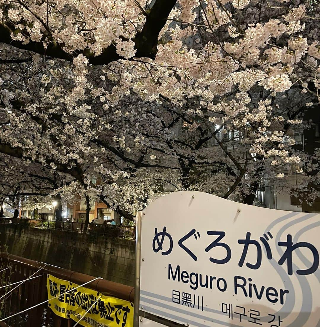 田中律子さんのインスタグラム写真 - (田中律子Instagram)「中目黒が桜満開🌸の中、予約の取れないレストラン『Megriva』にお誘いいただき行ってきました🧡  お料理もペアリングのワイン🍷も美味しくて、満腹満足🤤🤤🤤  ご一緒したみなさま、ありがとうございました💛シェフもありがとうございました🙏  #桜満開🌸  #中目黒 #megriva  #大満足  #貸切グルメ  #いつもありがとう」4月1日 15時27分 - ri2kotanaka