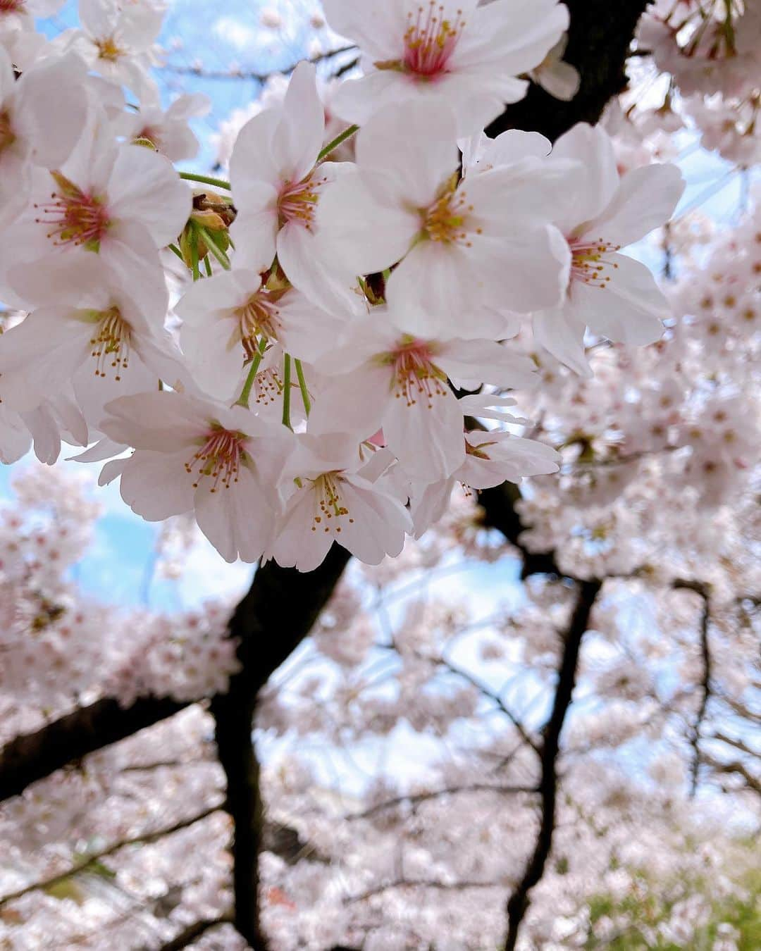 藤木由貴さんのインスタグラム写真 - (藤木由貴Instagram)「4月☺️🌸 . #april #卯月 #start」4月1日 16時36分 - yuki.grm