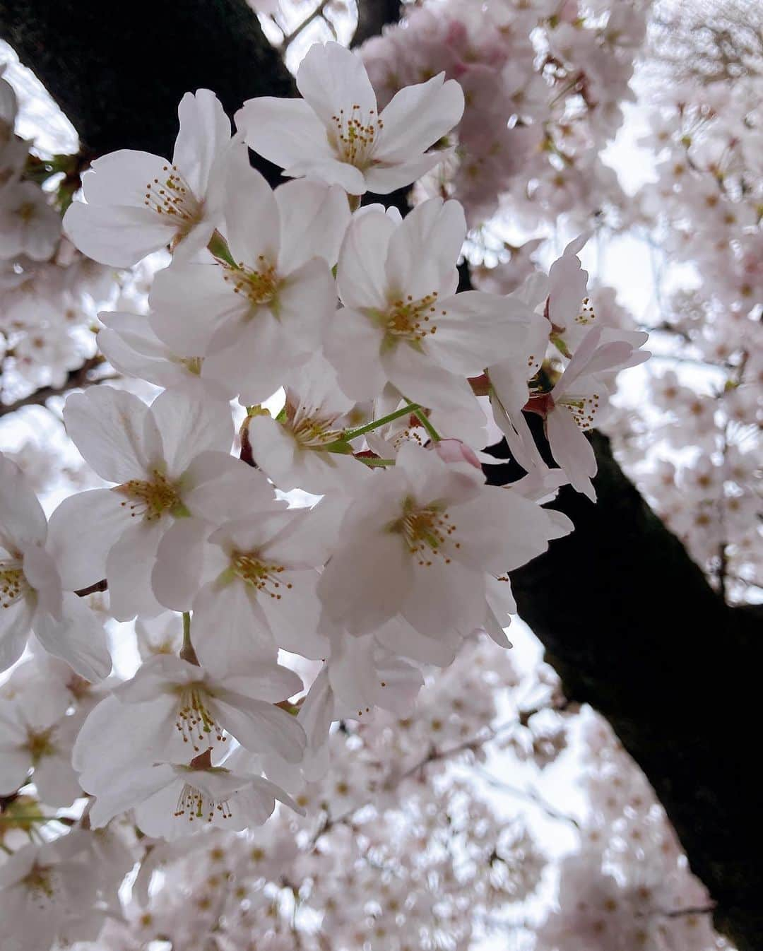 藤木由貴さんのインスタグラム写真 - (藤木由貴Instagram)「4月☺️🌸 . #april #卯月 #start」4月1日 16時36分 - yuki.grm