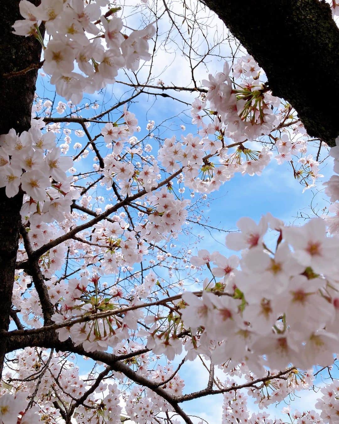 藤木由貴さんのインスタグラム写真 - (藤木由貴Instagram)「4月☺️🌸 . #april #卯月 #start」4月1日 16時36分 - yuki.grm
