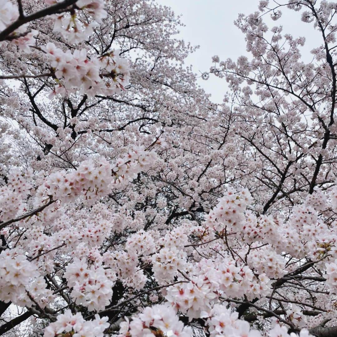 安めぐみさんのインスタグラム写真 - (安めぐみInstagram)「そして、 桜が綺麗ですね🌸  3枚目、桜のポーズだそうです笑✨  今日から４月☺︎  #４月 #桜 #桜ポーズ」4月1日 16時59分 - yasu_megumi_official