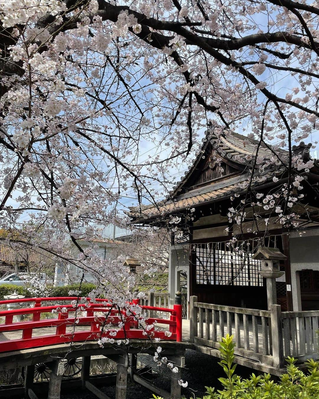 ikuさんのインスタグラム写真 - (ikuInstagram)「こんばんは♡ おつかれさま♡  京都はもう満開かな🌸 この日は七分咲きくらい✨ 滋賀も場所によっては結構咲いてきてる～🌸 孫連れてお花見いきたいと思うと近場になるな🌸👶 ・ #桜#さくら#京都#神社 #綺麗#お花見#お花見コーデ #🌸」4月1日 17時59分 - cheriee515