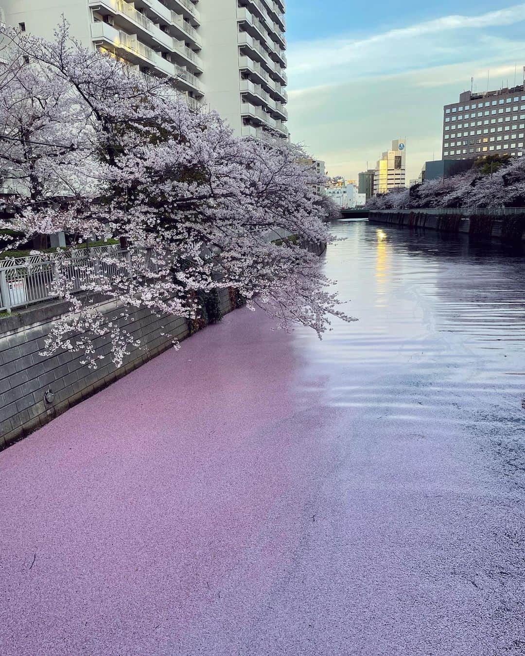 木下ココさんのインスタグラム写真 - (木下ココInstagram)「japonesque🌸 ・ 水面に敷かれたのは、 神秘的な桜のカーペット。 ・ スノウのお尻にも花びらが1枚☺️ ・ ・ ・ #sakura #cherryblossom  #桜 #japonesque #ジャポネスク #beautiful #spring #四季　#春 #木下ココ」4月1日 18時17分 - cocot_chan
