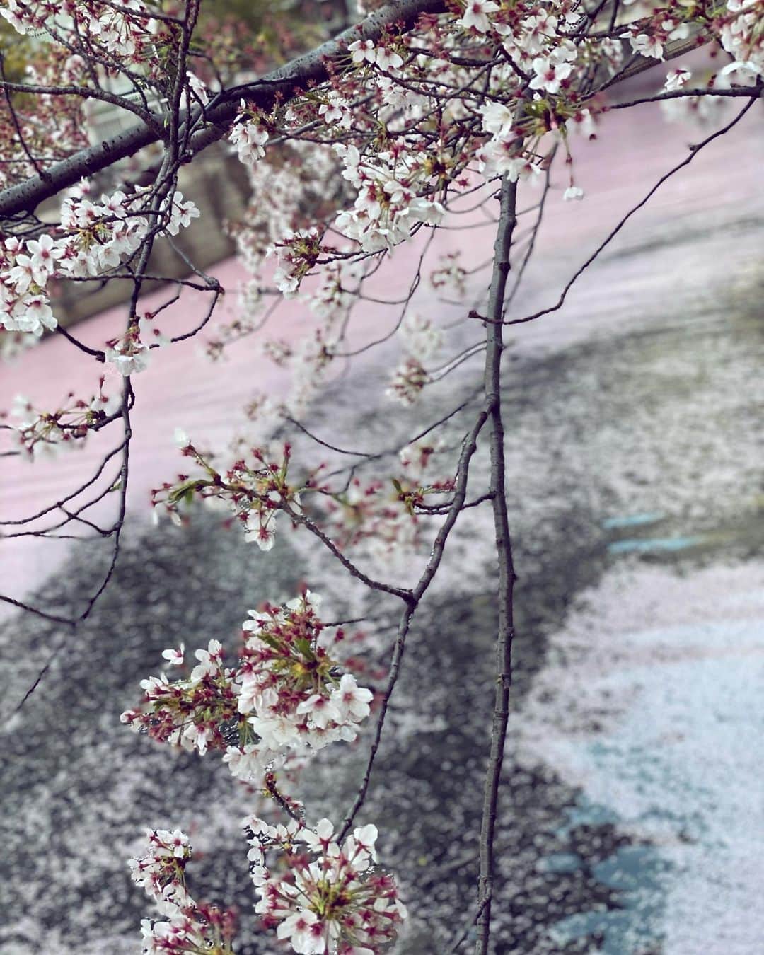 木下ココさんのインスタグラム写真 - (木下ココInstagram)「japonesque🌸 ・ 水面に敷かれたのは、 神秘的な桜のカーペット。 ・ スノウのお尻にも花びらが1枚☺️ ・ ・ ・ #sakura #cherryblossom  #桜 #japonesque #ジャポネスク #beautiful #spring #四季　#春 #木下ココ」4月1日 18時17分 - cocot_chan