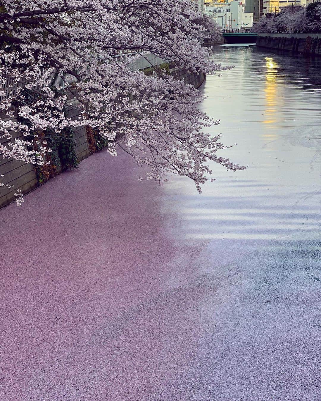 木下ココさんのインスタグラム写真 - (木下ココInstagram)「japonesque🌸 ・ 水面に敷かれたのは、 神秘的な桜のカーペット。 ・ スノウのお尻にも花びらが1枚☺️ ・ ・ ・ #sakura #cherryblossom  #桜 #japonesque #ジャポネスク #beautiful #spring #四季　#春 #木下ココ」4月1日 18時17分 - cocot_chan