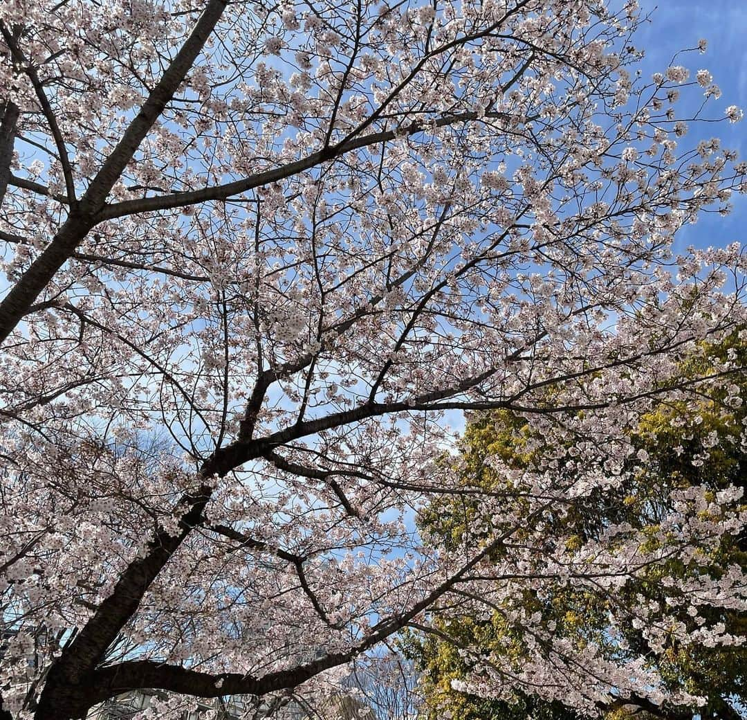 宮崎宣子さんのインスタグラム写真 - (宮崎宣子Instagram)「新学期ですね🌸  実は私も早稲田大学経営管理研究科に入学することになりました。  学びたいことがたくさんあり、 思い切って受験しました。  なので、また、早稲田生になりました😆🙌😆😆🙌  きっと大変な2年間になるかとは思いますが、裏付けられた理論的をしっかりと学んで実践していきたいと思います。  実は勉強好きなんです。 学びたい科目がたくさんあり、出来るだけ多くの知識と経験を積んでいけたらと思います。  ただ、ついていけるのか、不安で仕方ないです😣 必死に頑張りたいと思います🙏  明日は入学式🌸😊  42歳　新入生宜しくお願い致します❣️  学割使えるのかな🤣🤣🤣  #早稲田大学 #wbs #経営管理研究科  #新入生 #早大生  #新しいチャレンジ #42歳大学院生 #学割」4月1日 18時44分 - miyazaki_nobuko