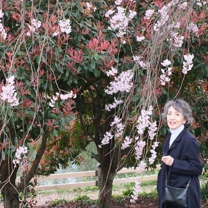 安奈淳さんのインスタグラム写真 - (安奈淳Instagram)「昨日は日本橋三越でのカルチャーサロンの後、新宿御苑へ～ 日本は穏やかで美しいとしみじみ感じます。早く世界に平和が訪れますように。。  来週はみつなかホールでのリサイタルです。ウクライナの人道支援に募金を行いますので、ご協力宜しくお願いします❗️  トークショーにご来場頂きました皆様、有難うございました🙋  #三越カルチャーサロン #桜 #安奈淳」4月1日 20時40分 - annajun0729
