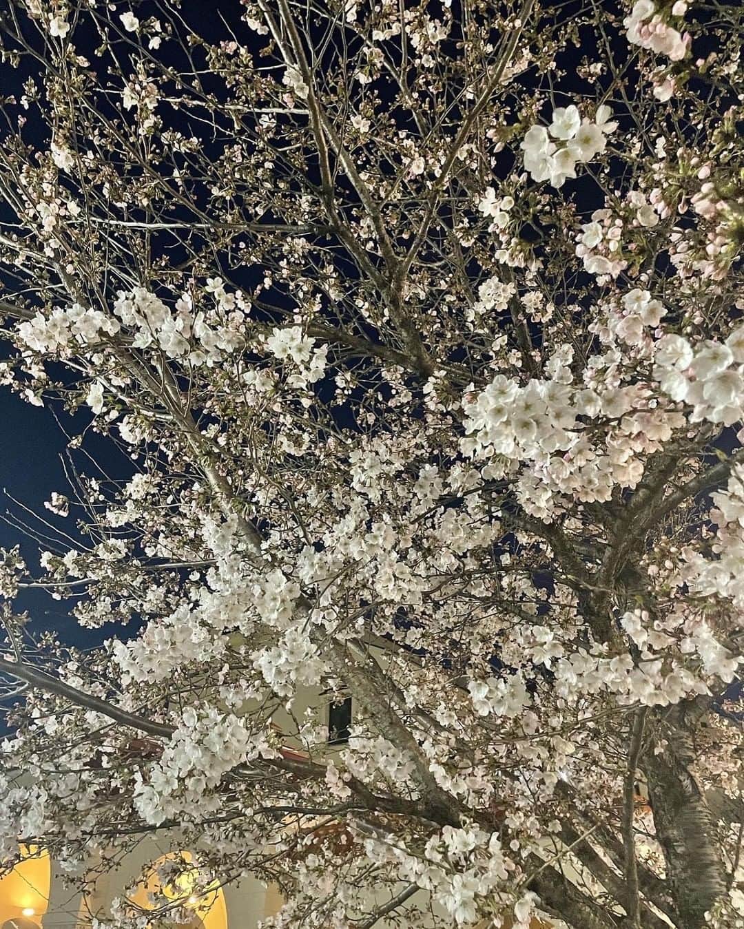 ウーデンジェニファー里沙さんのインスタグラム写真 - (ウーデンジェニファー里沙Instagram)「*  新たな年度と満開の桜🌸 ワクワクが止まりません！！ 皆さんにとって笑顔の多い１年になりますように😌💭  そして、テレビ大阪は開局40周年の真っ只中です！  あす(2日)午前11:30からは 開局40周年の特別番組を放送します📺  題して、 「西川きよしがヨソの生放送に全部出ちゃいますSP」！ 西川きよしさんが在阪の民放各社を巡り 生放送中の番組に全部出ちゃいます！という企画です✨  私も出演します🏃‍♀️ この日は在阪の民放各局が同時に生放送をするので どんな１日になるのかドキドキしているのですが、 見てくださる皆さまが気持ちよく明るい気持ちで 新年度をスタートできるよう精一杯頑張ります！！  ぜひご覧ください💛  #西川きよし さん #石田靖 さん #ミルクボーイ さん #吉本興業 さん #110周年 #伝説の一日  #テレビ大阪 #テレビ大阪40周年 #福谷清志 アナウンサー #前田拓哉 アナウンサー #川北円佳 アナウンサー #ウーデンジェニファー里沙 #春はテレビから! #何かが起こる同時生放送 #生放送 #在阪テレビ局 #テレビ局 #生中継 #大阪 #cherryblossoms #osaka #kansai #japan」4月1日 21時00分 - wooden_jennifer_tvo_official
