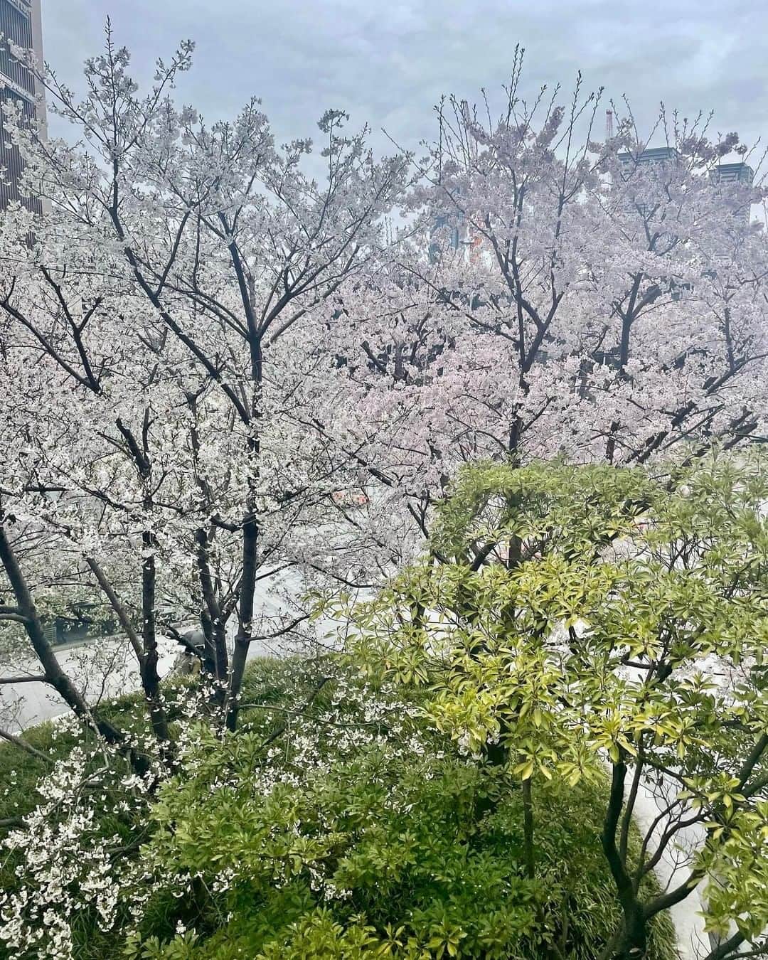 ウーデンジェニファー里沙さんのインスタグラム写真 - (ウーデンジェニファー里沙Instagram)「*  新たな年度と満開の桜🌸 ワクワクが止まりません！！ 皆さんにとって笑顔の多い１年になりますように😌💭  そして、テレビ大阪は開局40周年の真っ只中です！  あす(2日)午前11:30からは 開局40周年の特別番組を放送します📺  題して、 「西川きよしがヨソの生放送に全部出ちゃいますSP」！ 西川きよしさんが在阪の民放各社を巡り 生放送中の番組に全部出ちゃいます！という企画です✨  私も出演します🏃‍♀️ この日は在阪の民放各局が同時に生放送をするので どんな１日になるのかドキドキしているのですが、 見てくださる皆さまが気持ちよく明るい気持ちで 新年度をスタートできるよう精一杯頑張ります！！  ぜひご覧ください💛  #西川きよし さん #石田靖 さん #ミルクボーイ さん #吉本興業 さん #110周年 #伝説の一日  #テレビ大阪 #テレビ大阪40周年 #福谷清志 アナウンサー #前田拓哉 アナウンサー #川北円佳 アナウンサー #ウーデンジェニファー里沙 #春はテレビから! #何かが起こる同時生放送 #生放送 #在阪テレビ局 #テレビ局 #生中継 #大阪 #cherryblossoms #osaka #kansai #japan」4月1日 21時00分 - wooden_jennifer_tvo_official