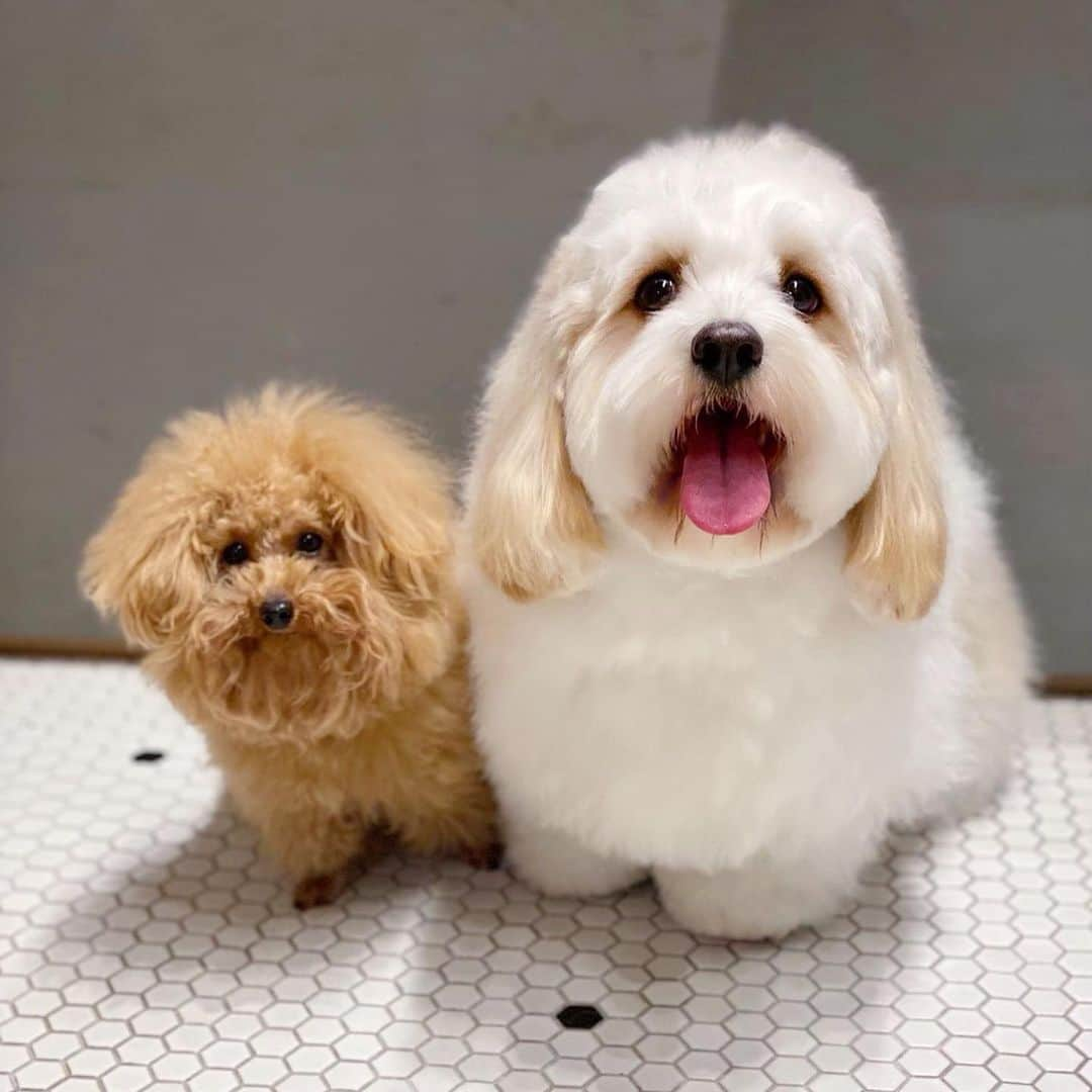 あんちゃんさんのインスタグラム写真 - (あんちゃんInstagram)「もふもふフレンズ😘  ノングルさんの看板犬 ビッケくんとツーショット🐻🐶❤️ @vicke.dog   ふたりともかぁいいねぇ☺️💕  毎回遊んでもらえて あんちゃんも嬉しいみたい✨  いつもトリミング迎え行くと お迎えは嬉しいけど まだ帰りたくない！！ってなる😂  スクールもトリミングも 好きな場所が出来てよかったね🥰❤️  連日お騒がせしてる下痢ッピ事件ですが お薬が効いてくれてるみたいで 今は元気です🐶🎶  まだ💩が出てなくて チェックできてないのですが 下痢ッピは止まったみたい✨  腸内の炎症の回復が 順調なことを願う…🙏❤️‍🩹  コメントにＤＭ たくさんのアドバイス 本当にありがとうございます😭✨  全てにお返ししたいのですが なかなか難しく… スタンプでお返しすることが多いですが 全て読んで参考にさせていただいてます🙇🏻‍♀️‼️ （まだ読みきれてない😇💦）  たくさんの人が 同じように愛犬を心配して たくさん悩みツラい思いをしたのだなと グッときております🥲  大切な家族ですもんね… 分かります😭  あんちゃんの健康を これからも一生懸命 守っていこうと思います。  たくさんの人にご心配いただき あんちゃんは本当に 幸せなワンコです🥲✨✨  ありがとうございました🥰  #キャバションあんちゃん  #あんちゃん　#ぬいぐるみ犬 #スヌーピー  #スヌーピー犬 #キャバション　#キャバビション　 #キャバリア #キャバリアキングチャールズスパニエル #ビションフリーゼ　 #犬 #ふわもこ部  #いぬすたぐらむ #犬のいる暮らし  #わんこなしでは生きていけません会 #いぬのきもち  #犬好きな人と繋がりたい #短足部　#比熊犬 #doglove #cavachon #inustagram #puppy  #snoopy #andy #멍스타그램 #개스타그램」4月1日 21時19分 - anchan_0115_andy