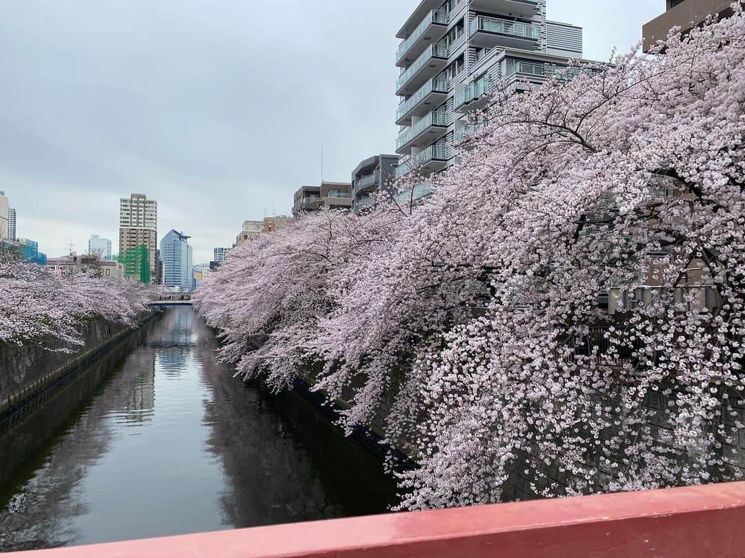 宮里藍さんのインスタグラム写真 - (宮里藍Instagram)「@bdmntnfujiimizuki ちゃんとお花見散歩🌸🚶‍♀️寒かったけど凄い綺麗だったなー！みずきちゃんは、妊娠してる時から #お散歩部 発足してくれて、私の大事な時間を共有してくれてます☺️✨本当にありがとー！しかし、桜って本当綺麗🌸  #娘は終始寝てました #お花見散歩   It’s a cherry blossom season in Tokyo and I went to see with my friend @bdmntnfujiimizuki . Absolutely beautiful 🌸✨ #cherryblossom #tokyolife  #bff #girlstime」4月1日 21時51分 - ai_miyazato