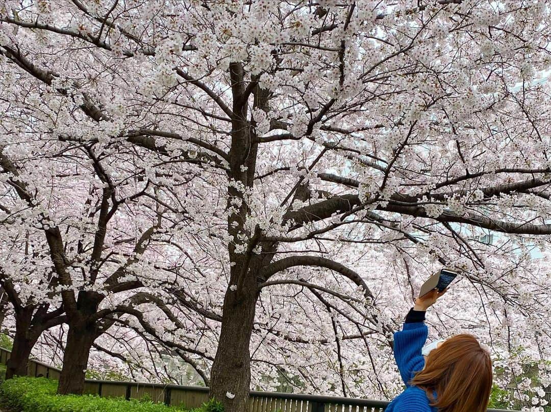 宮里藍さんのインスタグラム写真 - (宮里藍Instagram)「@bdmntnfujiimizuki ちゃんとお花見散歩🌸🚶‍♀️寒かったけど凄い綺麗だったなー！みずきちゃんは、妊娠してる時から #お散歩部 発足してくれて、私の大事な時間を共有してくれてます☺️✨本当にありがとー！しかし、桜って本当綺麗🌸  #娘は終始寝てました #お花見散歩   It’s a cherry blossom season in Tokyo and I went to see with my friend @bdmntnfujiimizuki . Absolutely beautiful 🌸✨ #cherryblossom #tokyolife  #bff #girlstime」4月1日 21時51分 - ai_miyazato