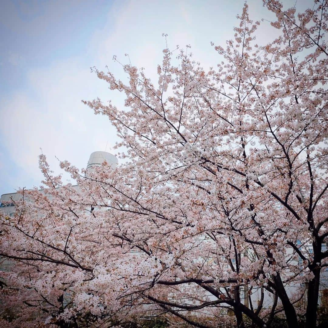 種田梨沙さんのインスタグラム写真 - (種田梨沙Instagram)「🌸  ４月１日はエイプリルフールですが  私にとっては君嘘を思い出して カヌレを食べる日になりつつあります。  桜って、いちばん好きな花だな  #君がいない春が来る」4月1日 21時58分 - tane_da_dayo