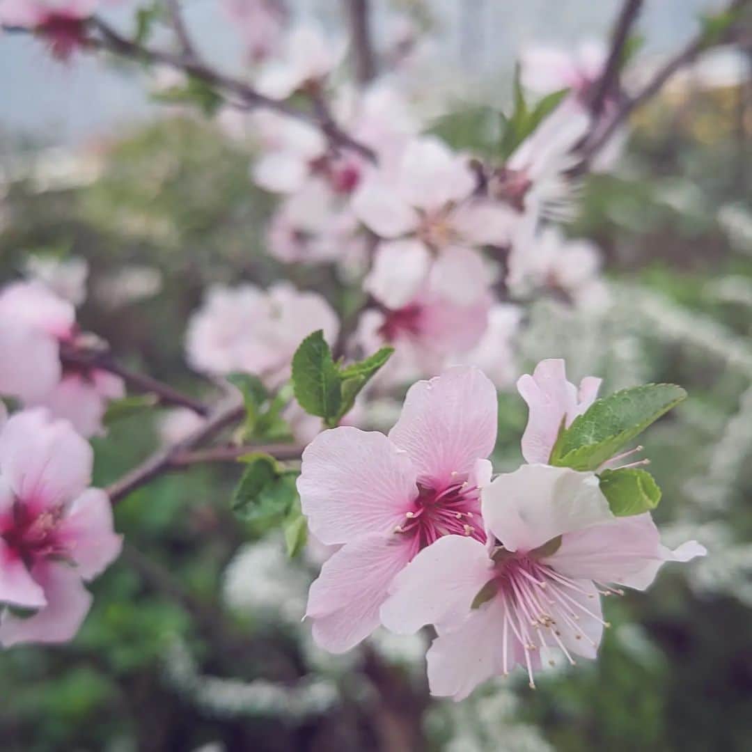 種田梨沙さんのインスタグラム写真 - (種田梨沙Instagram)「🌸  ４月１日はエイプリルフールですが  私にとっては君嘘を思い出して カヌレを食べる日になりつつあります。  桜って、いちばん好きな花だな  #君がいない春が来る」4月1日 21時58分 - tane_da_dayo