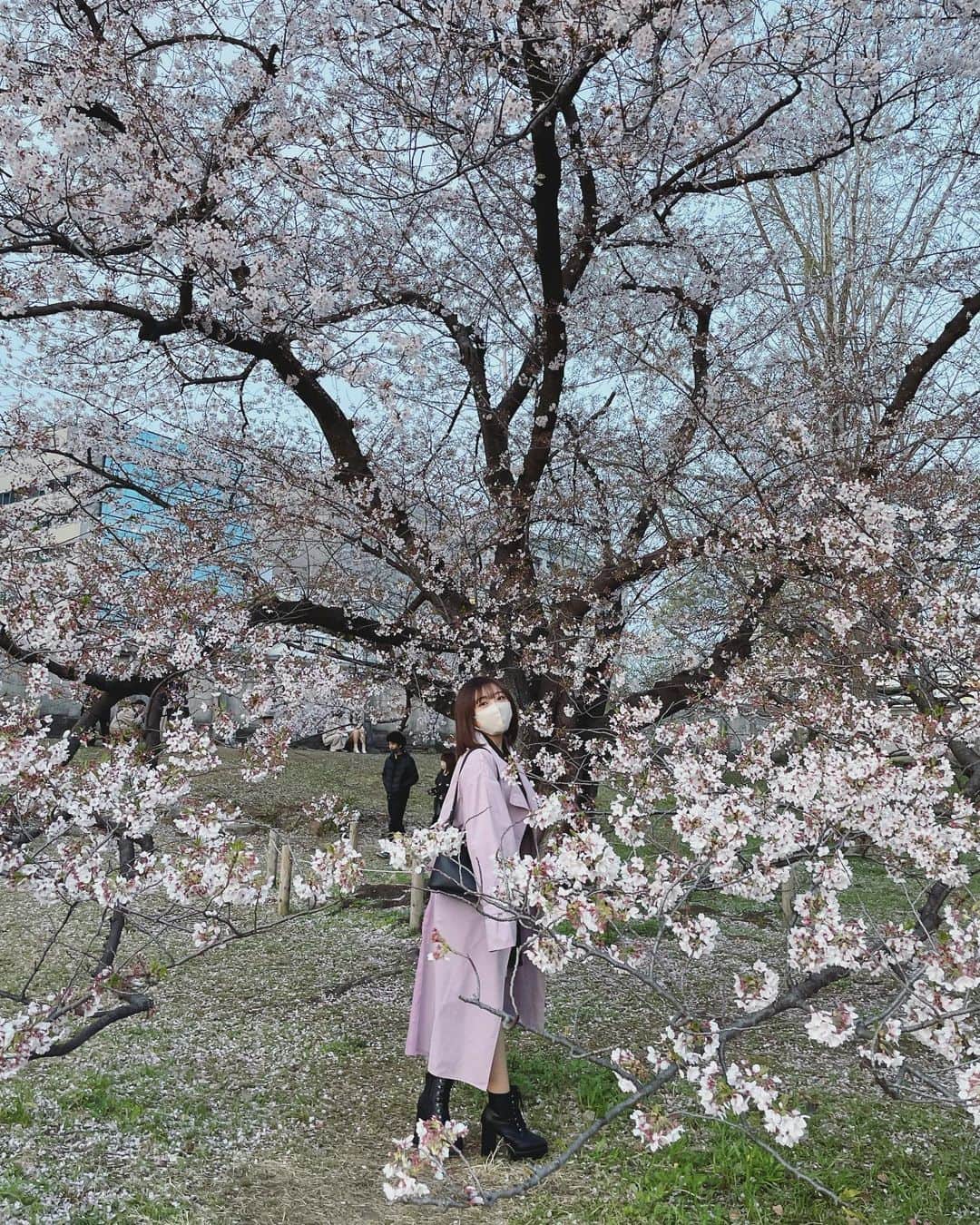 武田智加さんのインスタグラム写真 - (武田智加Instagram)「絶妙な時間に行ったから明るい桜も夜桜も見れたよね一石二鳥🫶🏻  桜多すぎて壮大すぎてもはや面白い3.4枚目  一緒に行ってくれた人と似たような夜桜画角載せてて匂わせみたいじゃん 服装も2人でキキララみたいな色味だったし 定期的にキキララ現象起きるのなんなんやろか @jitoe_nene  寒かったね🙃  てな感じで今年の桜3連投稿でした🌸  #桜 #舞鶴公園 #大濠公園」4月1日 22時23分 - moka0225_hkt
