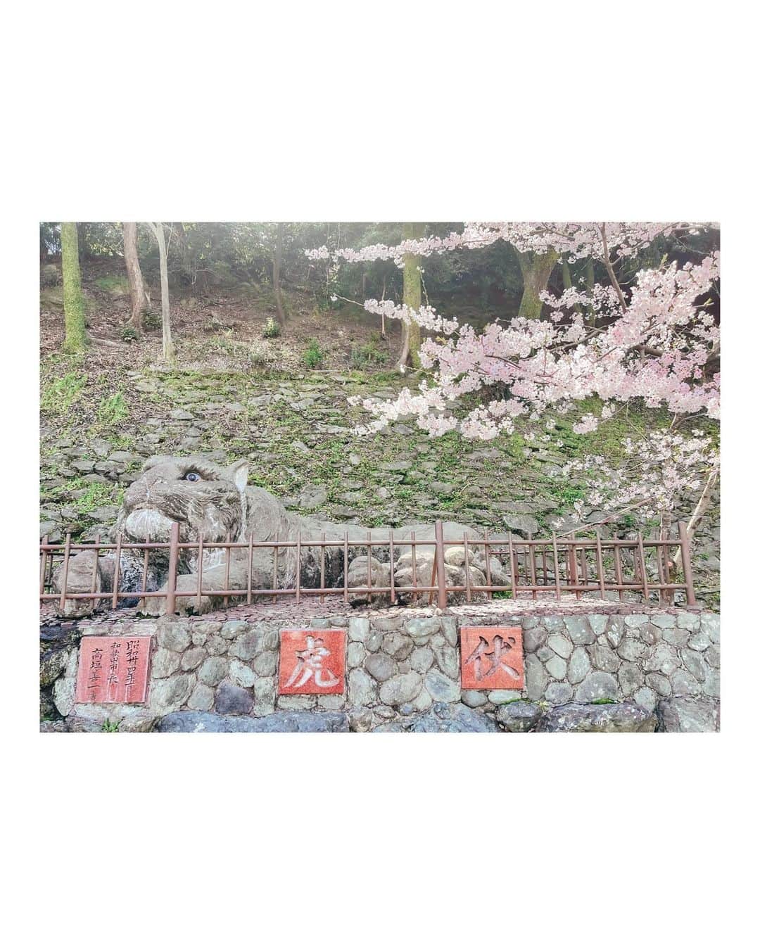 本谷紗己さんのインスタグラム写真 - (本谷紗己Instagram)「桜が見頃の　#和歌山城　へ YouTubeロケへ行ってきました🌸  #おもてなし忍者　🥷さんに 素敵な撮影スポットを教えてもらい 桜とお城がばっちり映る場所で撮影🏯  桜や石垣を見ながら登り お天守茶屋でほっと一息😋  桜をみながらのスイーツで幸せな気持ちになったあと、天守閣へ🏯  水島大二さん著 #ふるさと和歌山城　を片手に 散策しました🥰  その様子は後日YouTube投稿予定です✨ ボリューム満点になりそうなので 何個かに分かれて投稿になると思います🌸  またストーリーなどでもお知らせしますね🥰✨  桜の開花の様子は @wakayamajo_official さんの 投稿をぜひ✨✨  #insta_wakayama  #wakayama #和歌山城 #和歌山 #さぴ和歌山 #なんて素敵な和歌山なんでしょう #ポジティブアクティブアグレッシブ #ご協力いただいたみなさまありがとうございました🥰」4月1日 22時45分 - sappyon38