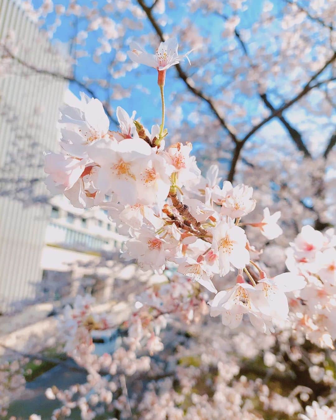 鈴木理香子さんのインスタグラム写真 - (鈴木理香子Instagram)「この春 何かを卒業したり 新しい生活を迎える人に向けて エールを送るように咲いていました👊😆🎵🌸 皆さんにとって素敵な出逢いが 沢山ありますように…😊🌸  #東京 #桜 #さくら #🌸 #新年度スタート #sakura」4月1日 23時58分 - rikako.suzuki