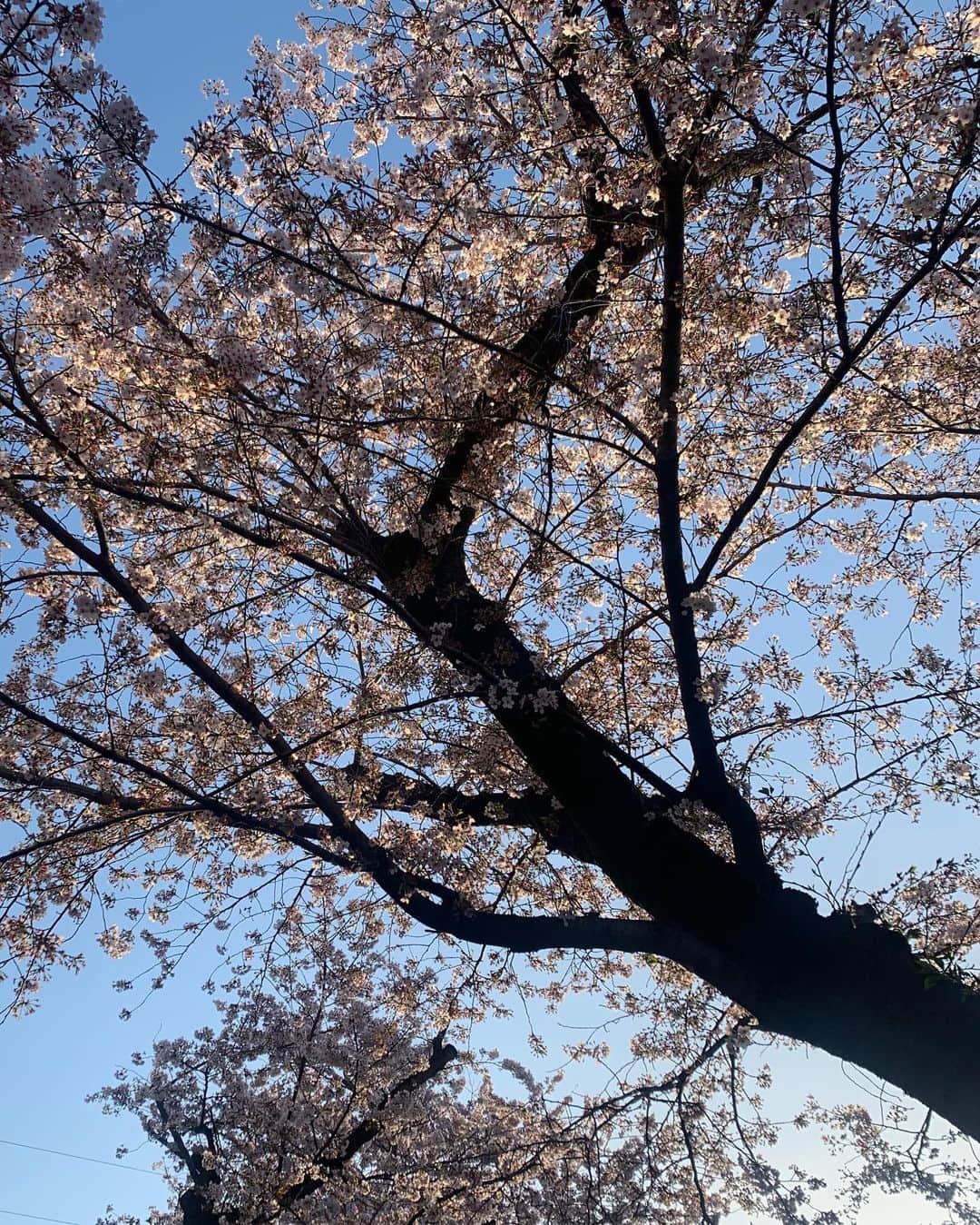 小林アナさんのインスタグラム写真 - (小林アナInstagram)「朝んぽ！30分🚶‍♀️✨ 今日寒いね！ もう葉桜とか！早い。  #朝活 #散歩 #モーニングルーティーン」4月2日 6時39分 - genkobiribiri