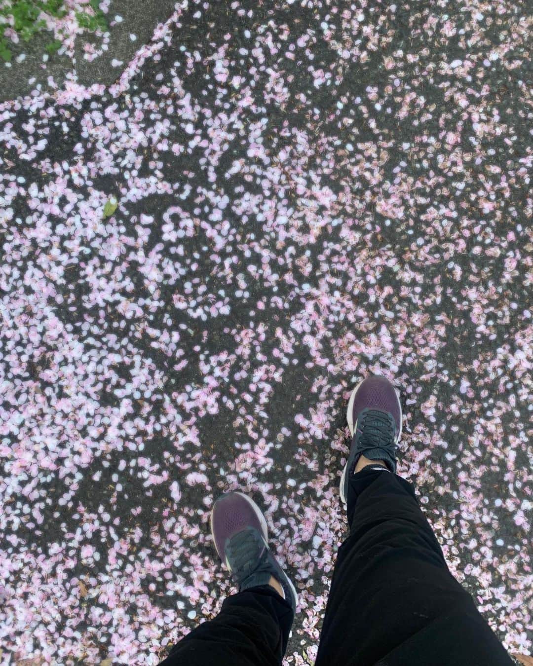 小林アナさんのインスタグラム写真 - (小林アナInstagram)「朝んぽ！30分🚶‍♀️✨ 今日寒いね！ もう葉桜とか！早い。  #朝活 #散歩 #モーニングルーティーン」4月2日 6時39分 - genkobiribiri