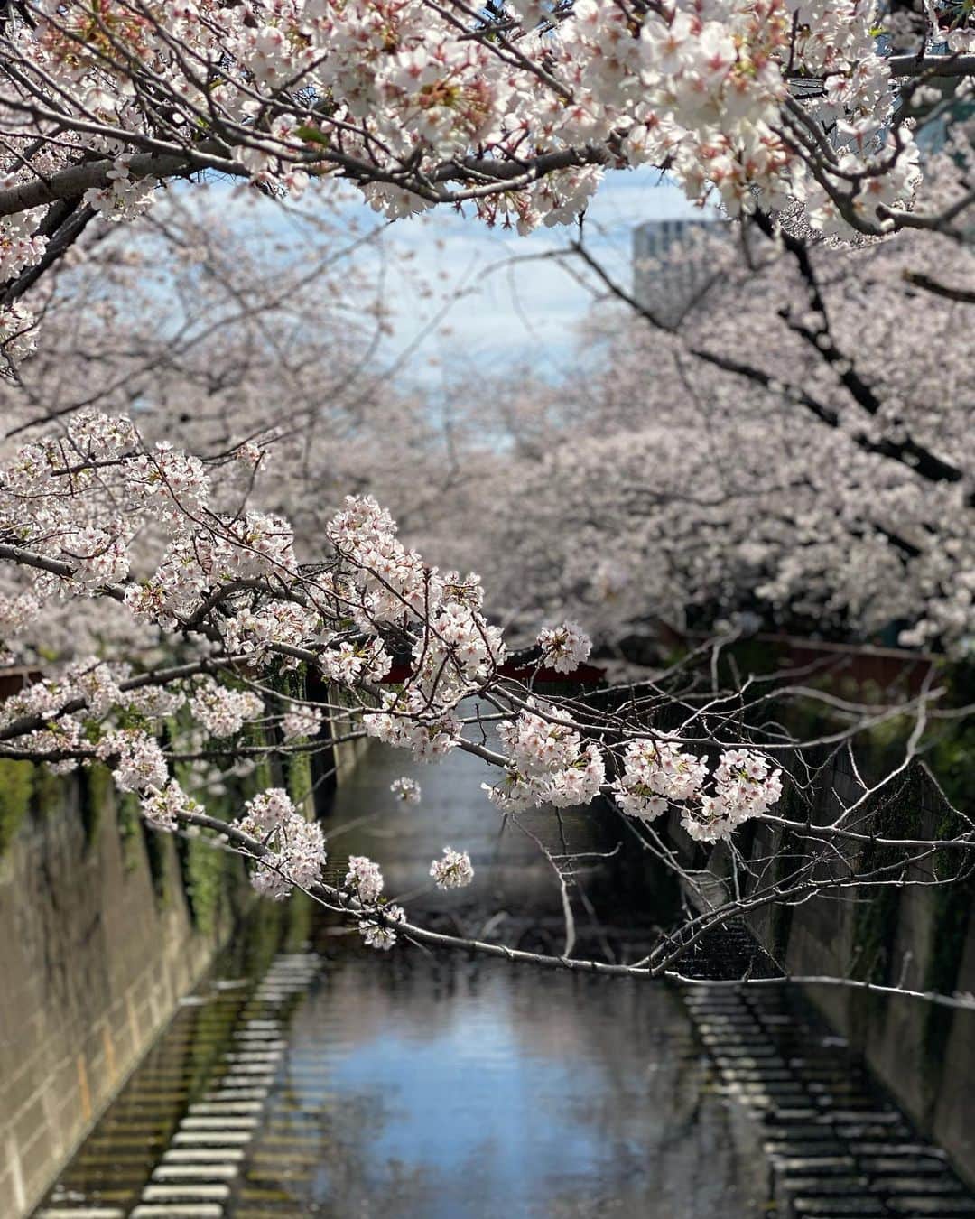 小泉里子さんのインスタグラム写真 - (小泉里子Instagram)「桜咲くこの季節が1番好きだな〜  桜が咲き、新芽が芽生えて気持ちのいい季節♡  今月でリケが亡くなって1年。 この気持ちのいい季節の中、 法要しよう。  #会いたくてたまらない #cherryblossom #spring #tokyo #lmissyou #ripue」4月2日 10時23分 - satokokoizum1