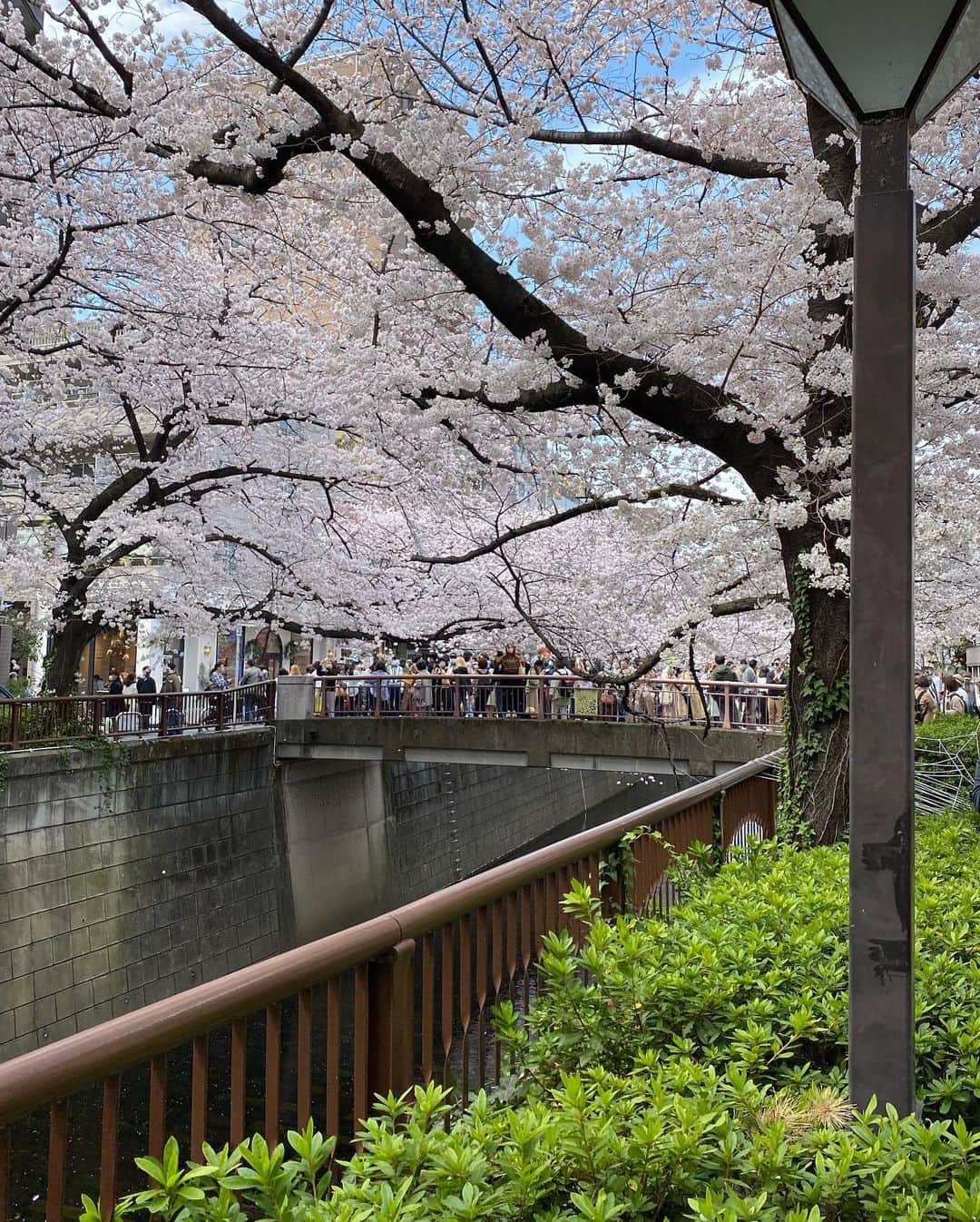 小泉里子さんのインスタグラム写真 - (小泉里子Instagram)「桜咲くこの季節が1番好きだな〜  桜が咲き、新芽が芽生えて気持ちのいい季節♡  今月でリケが亡くなって1年。 この気持ちのいい季節の中、 法要しよう。  #会いたくてたまらない #cherryblossom #spring #tokyo #lmissyou #ripue」4月2日 10時23分 - satokokoizum1