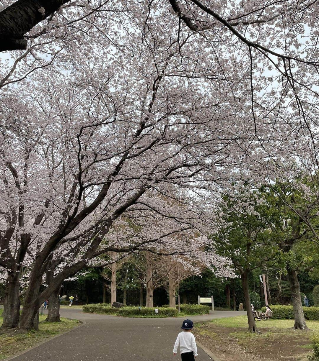 にわみきほさんのインスタグラム写真 - (にわみきほInstagram)「🌸」4月2日 13時23分 - mikiho_niwa