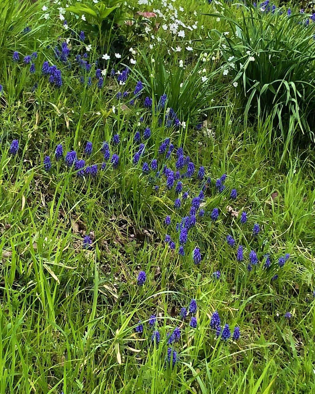 手島実優さんのインスタグラム写真 - (手島実優Instagram)「🌸🌿🌼🌷」4月2日 16時46分 - myuchn_101