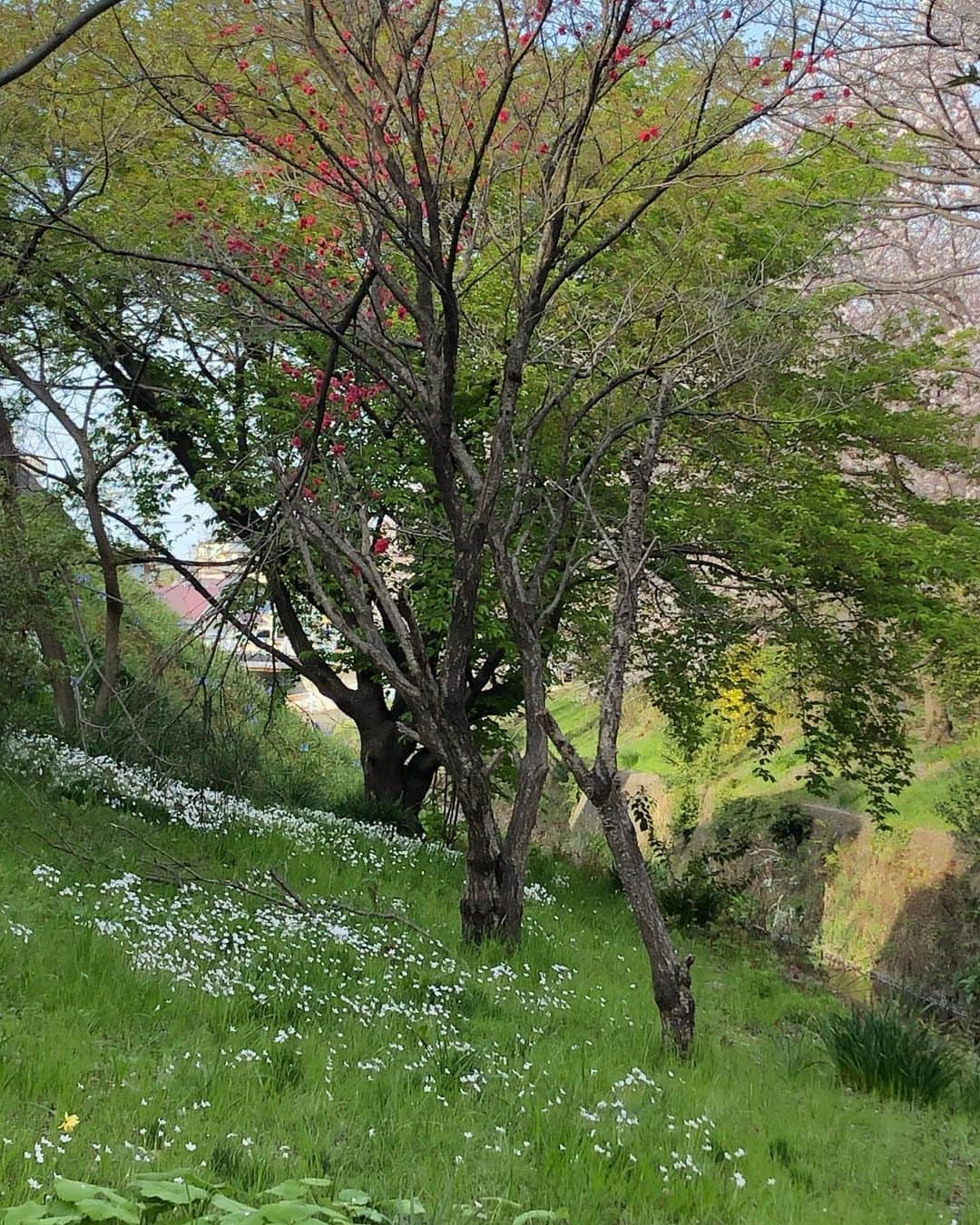 手島実優さんのインスタグラム写真 - (手島実優Instagram)「🌸🌿🌼🌷」4月2日 16時46分 - myuchn_101