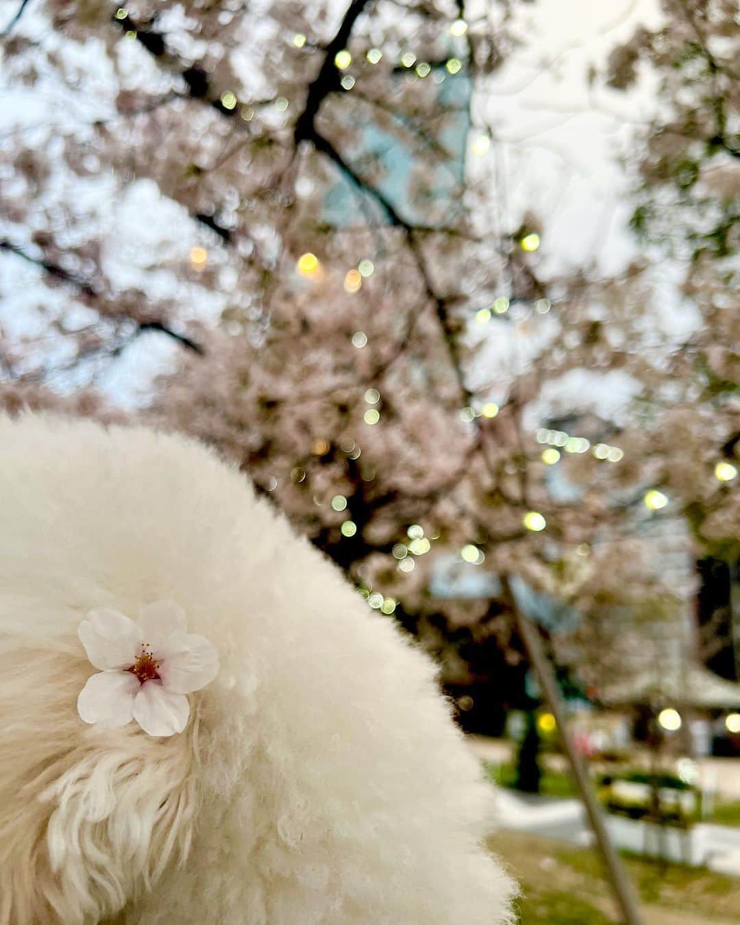 森川侑美さんのインスタグラム写真 - (森川侑美Instagram)「眠そうな顔してるなぁと思ったら 寝た😪笑  今年は去年あまり見れなかった桜を 挽回するように目に焼き付けている🌸 今が満開でどこも本当に綺麗🕊  #お花見」4月2日 19時20分 - yumi.morikawa322