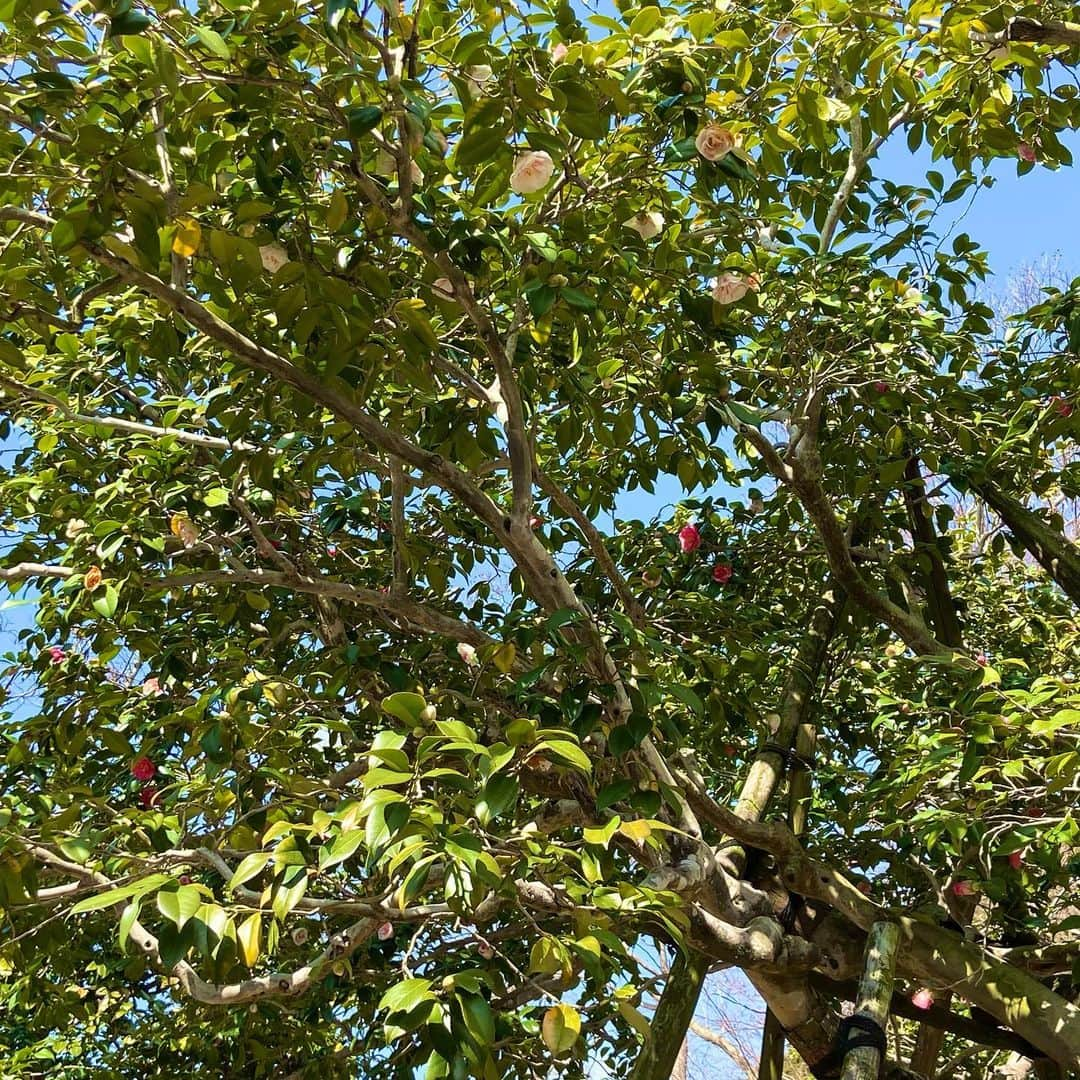 上野貴穂さんのインスタグラム写真 - (上野貴穂Instagram)「. 白毫寺の五色椿🌺 紅、白、桃、紅白絞りなど色々な色の花が咲くので 五色椿といいます🍎🕊🩰 奈良三名椿のひとつです✨ (あと2つは東大寺開山堂の糊こぼし、 伝香寺の散り椿です🤓) ⁡ 伝わりにくい写真でごめんね🙏 素敵な写真がたくさん投稿されているので よかったら調べてみてください✨ ⁡ ⁡ #奈良 #白毫寺」4月2日 21時40分 - kiho_ueno